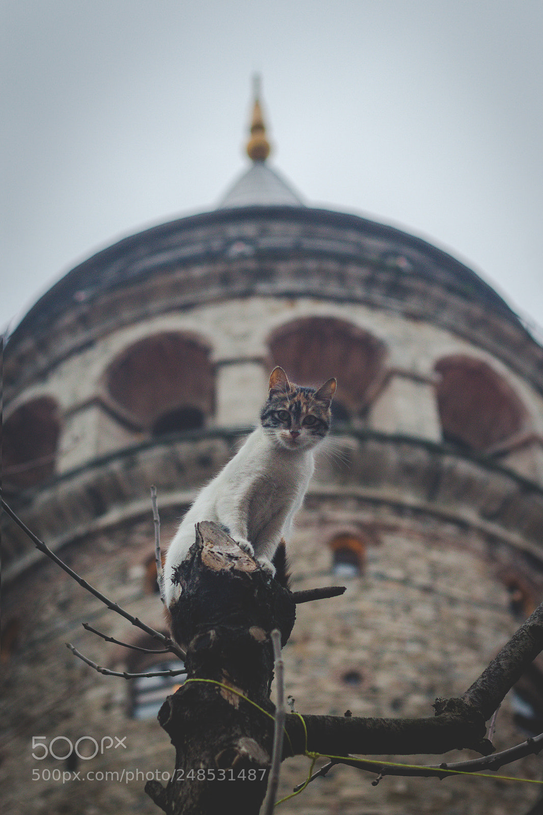 Canon EOS 700D (EOS Rebel T5i / EOS Kiss X7i) sample photo. Gurdian of the tower photography