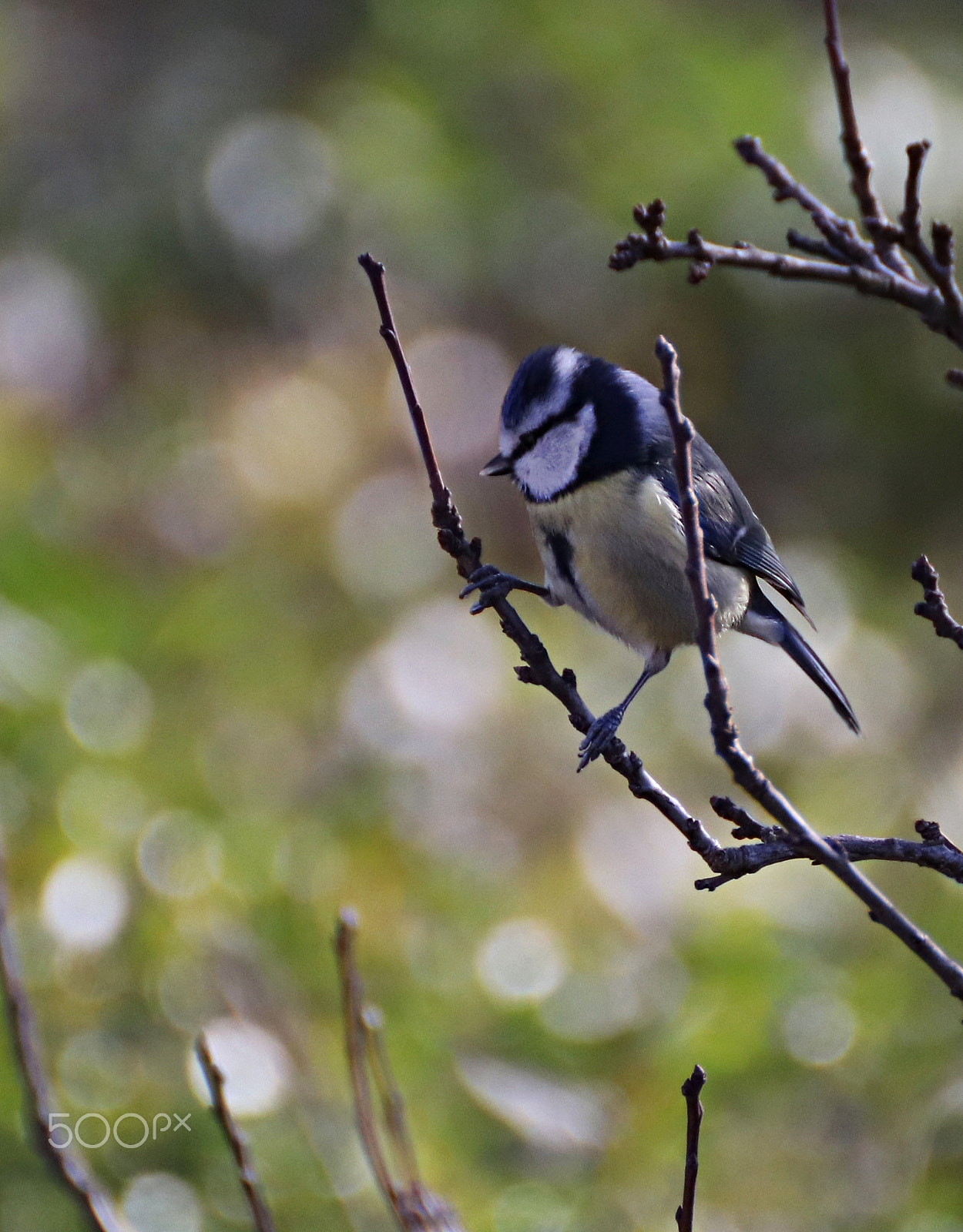 Canon EOS 77D (EOS 9000D / EOS 770D) sample photo. Blue tit photography