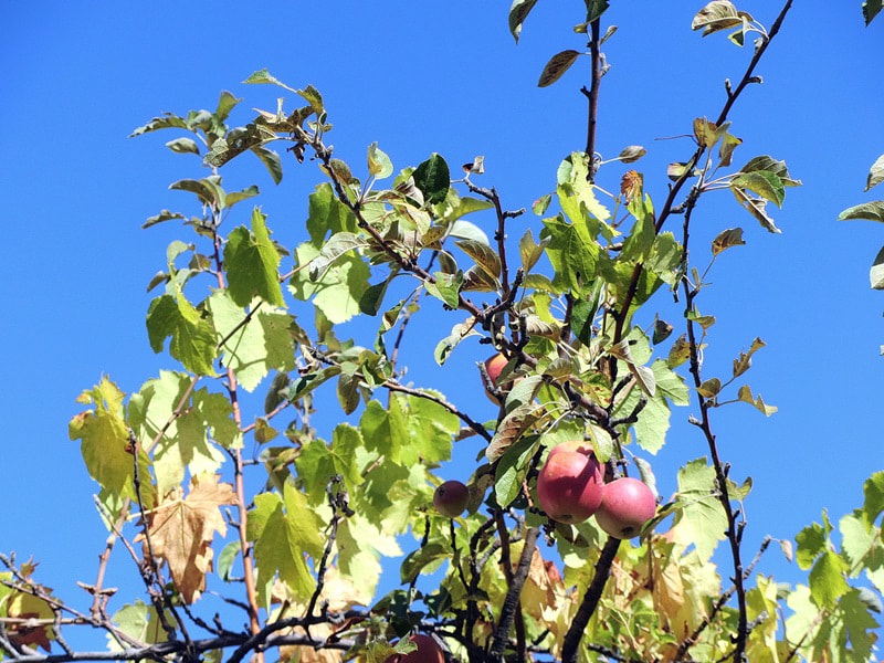 Canon PowerShot SX220 HS sample photo. Q photography