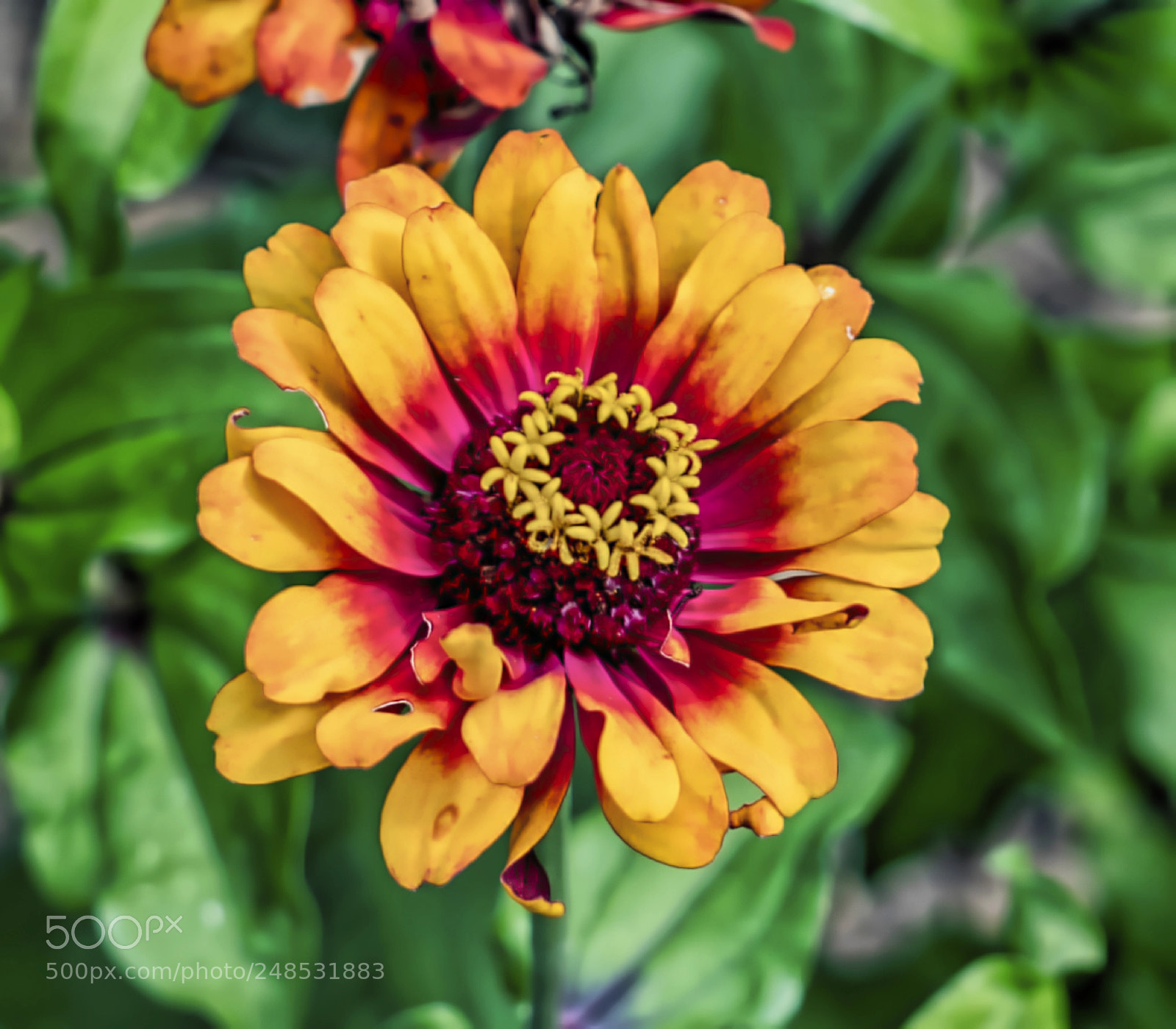 Sony a9 sample photo. Myriad of splendor photography