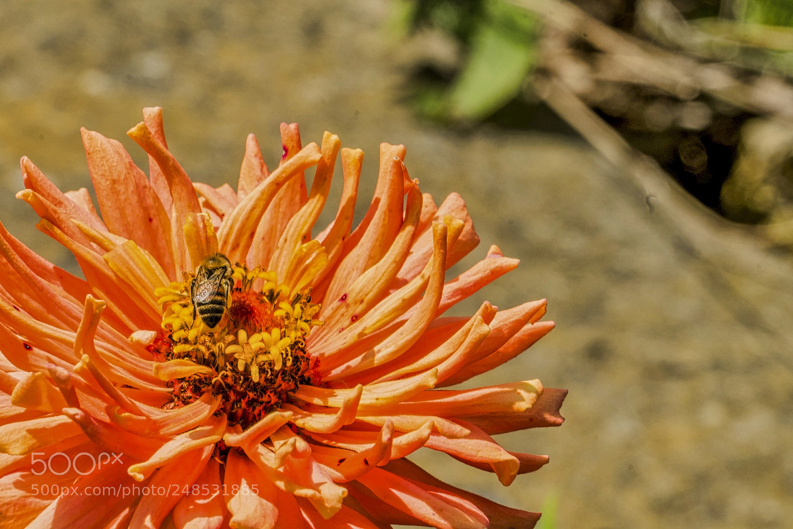 Sony a9 sample photo. Busy bee photography