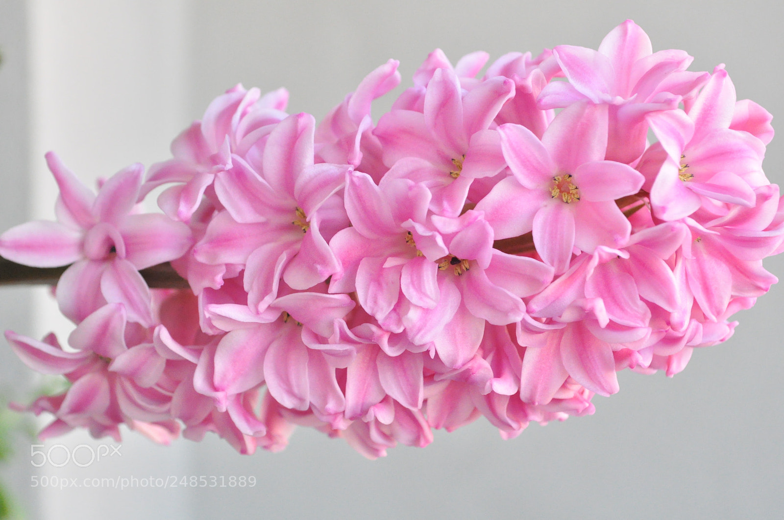 Nikon D5000 sample photo. Hyachintus photography