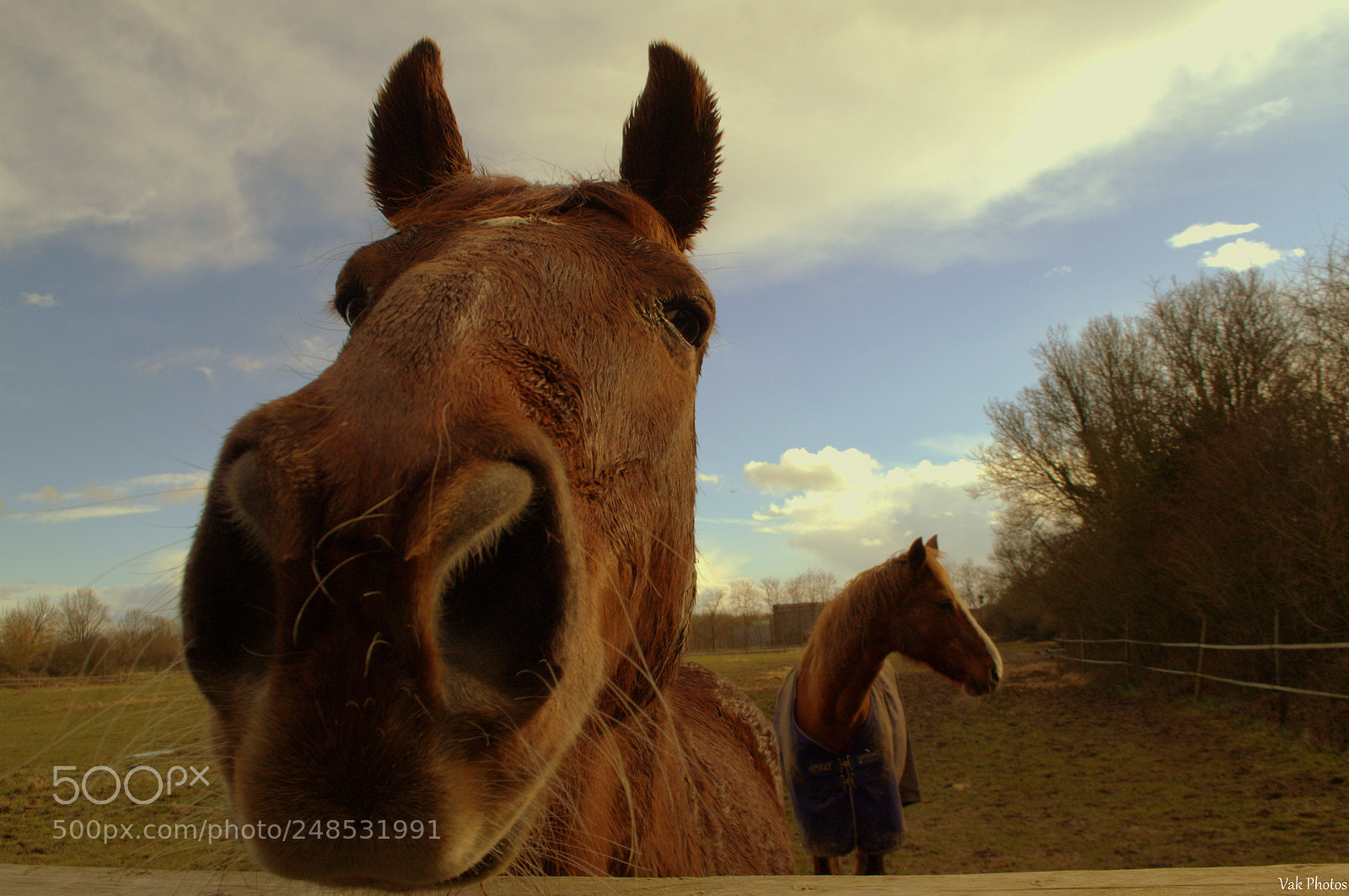 Nikon D3100 sample photo. Horses photography