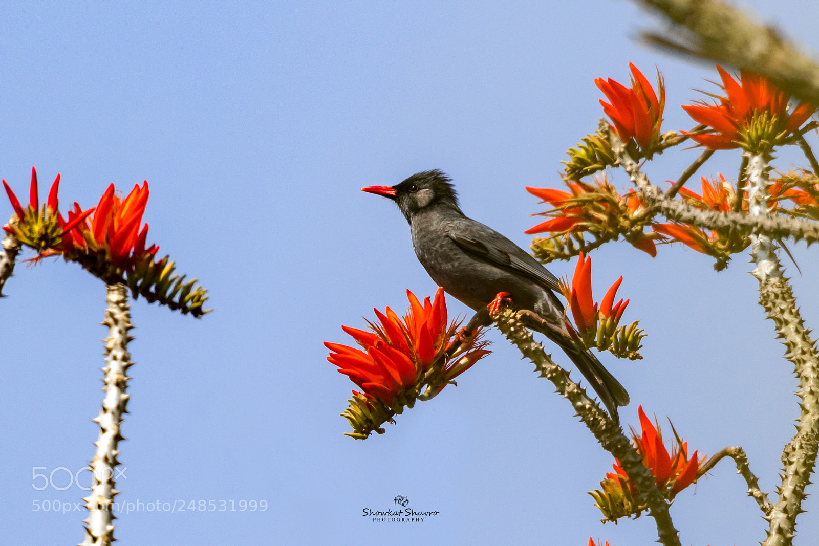 Canon EOS 7D Mark II sample photo. Black bulbul photography
