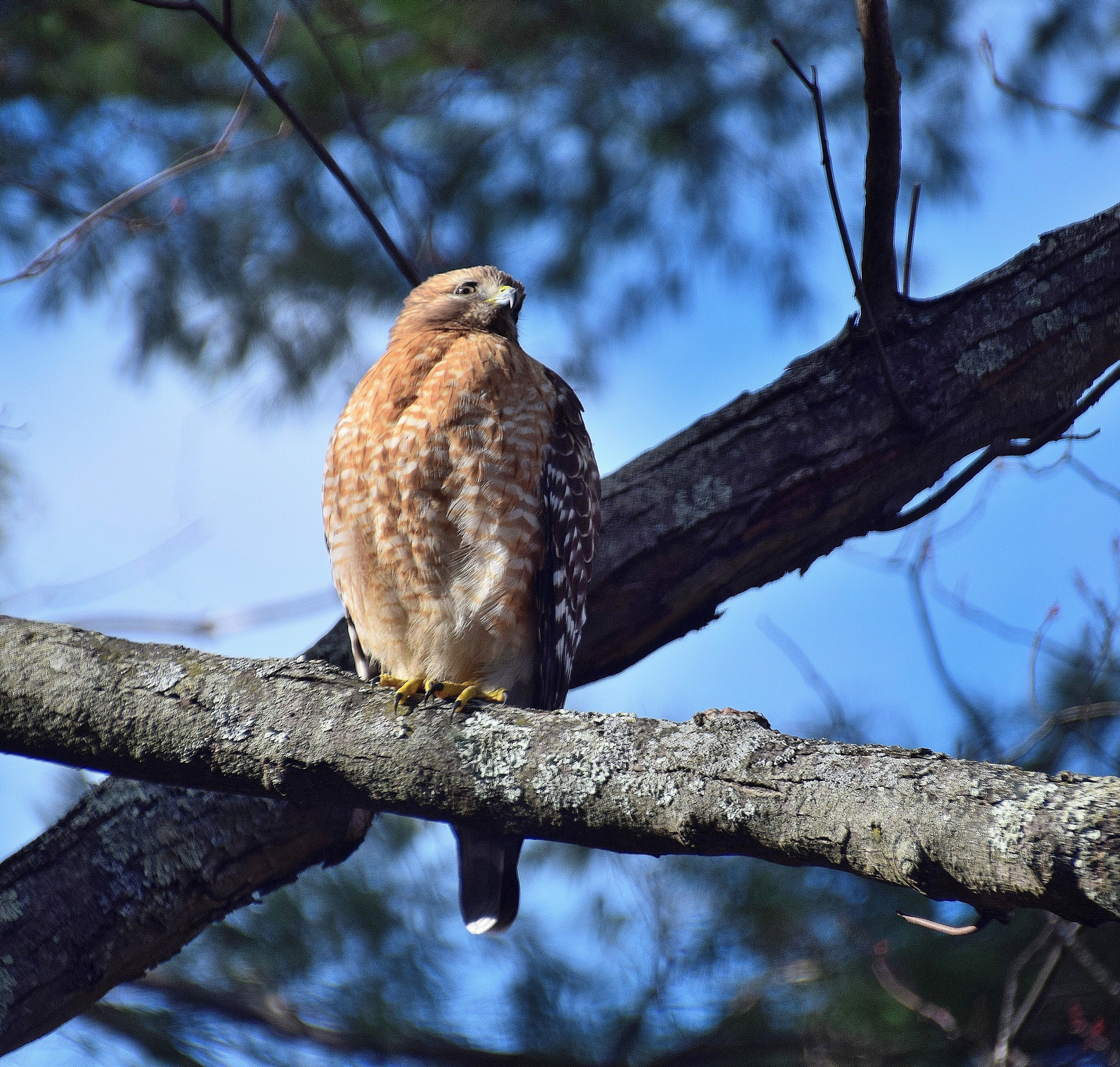 Nikon D5300 + Sigma 18-250mm F3.5-6.3 DC Macro OS HSM sample photo. Windblown photography