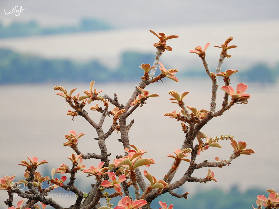 Nikon Coolpix P610 sample photo. Arvore do cerrado do photography