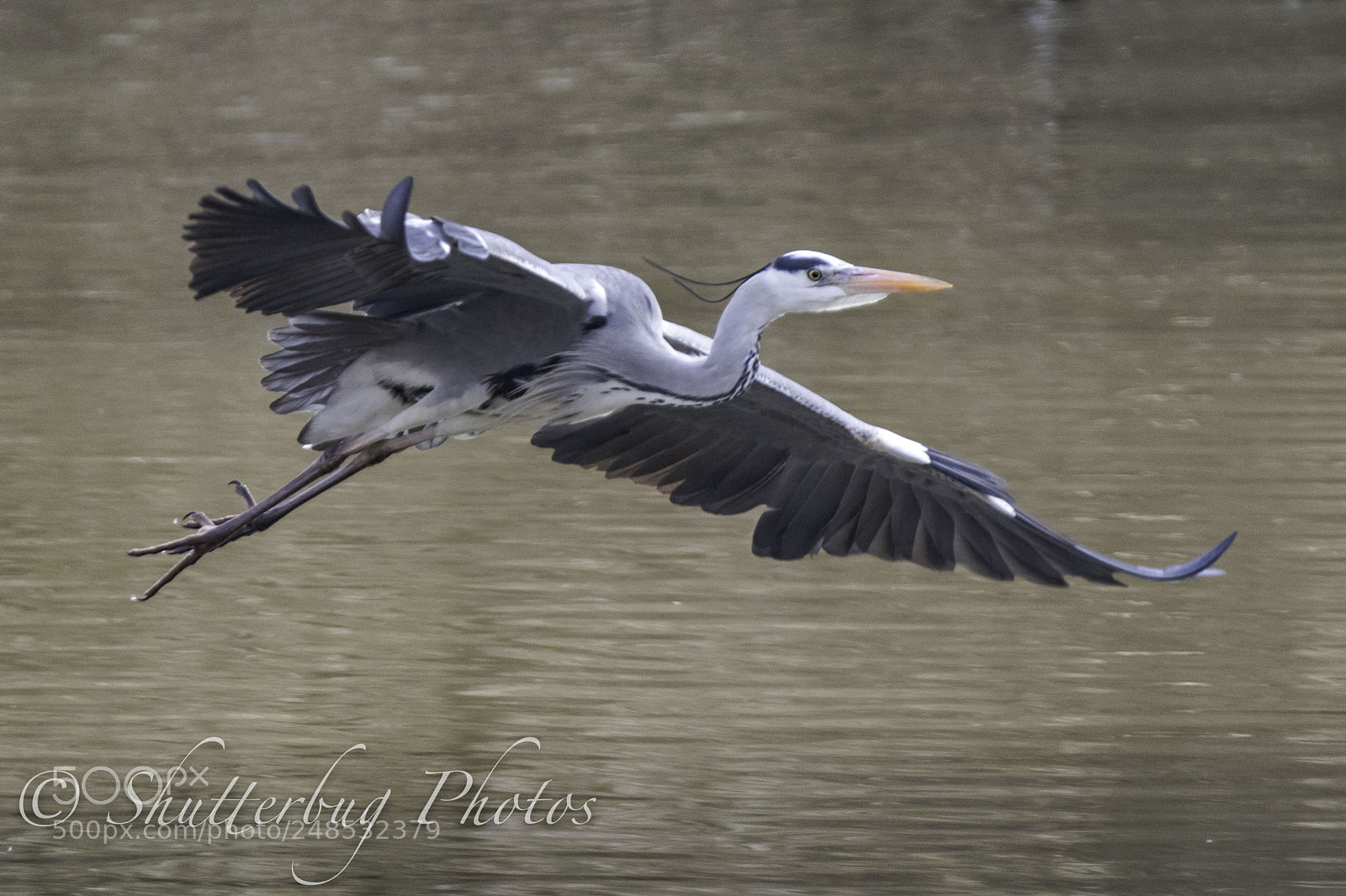 Canon EOS 80D sample photo. Rufford heron photography