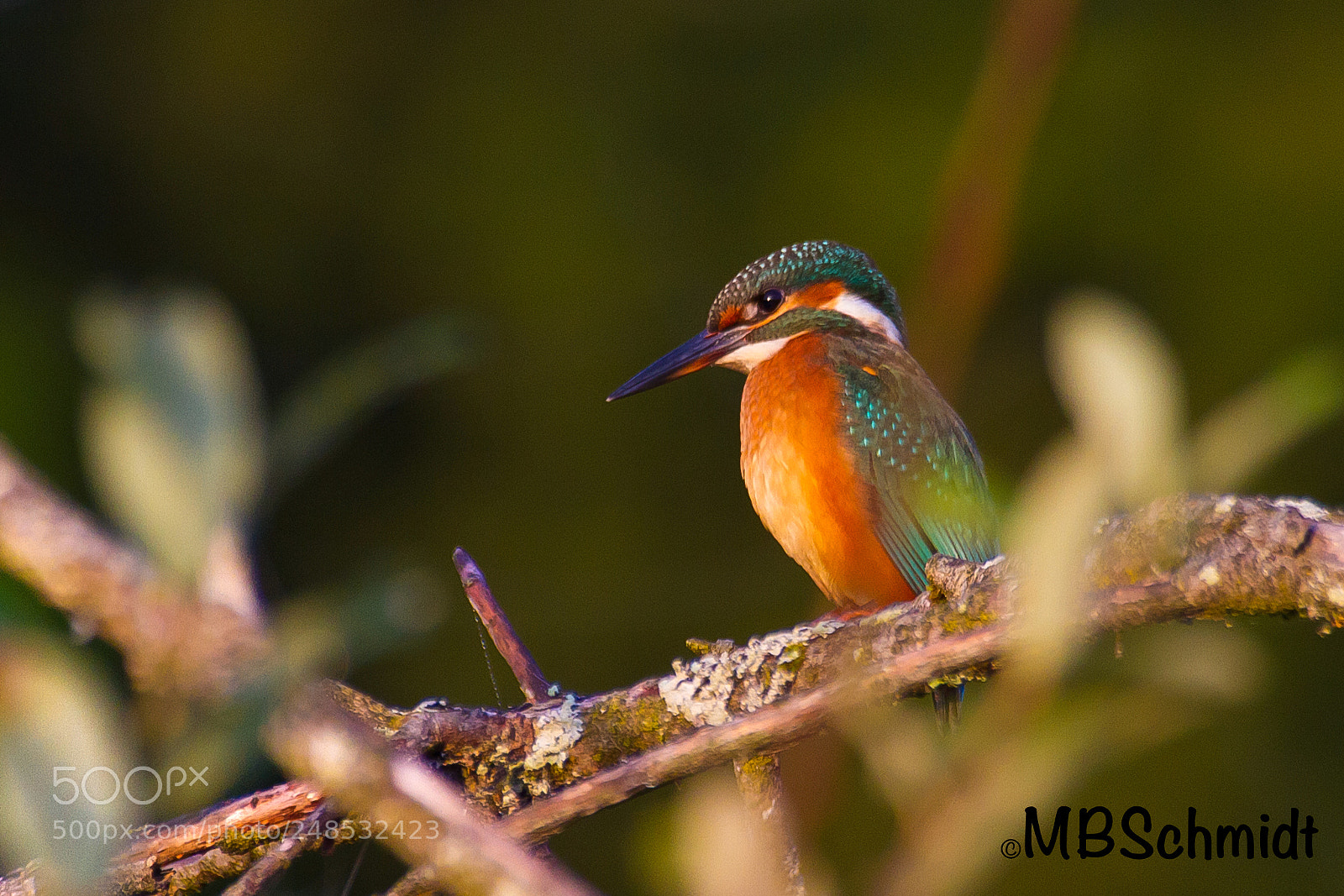 Canon EOS 7D sample photo. Kingfisher early in the photography