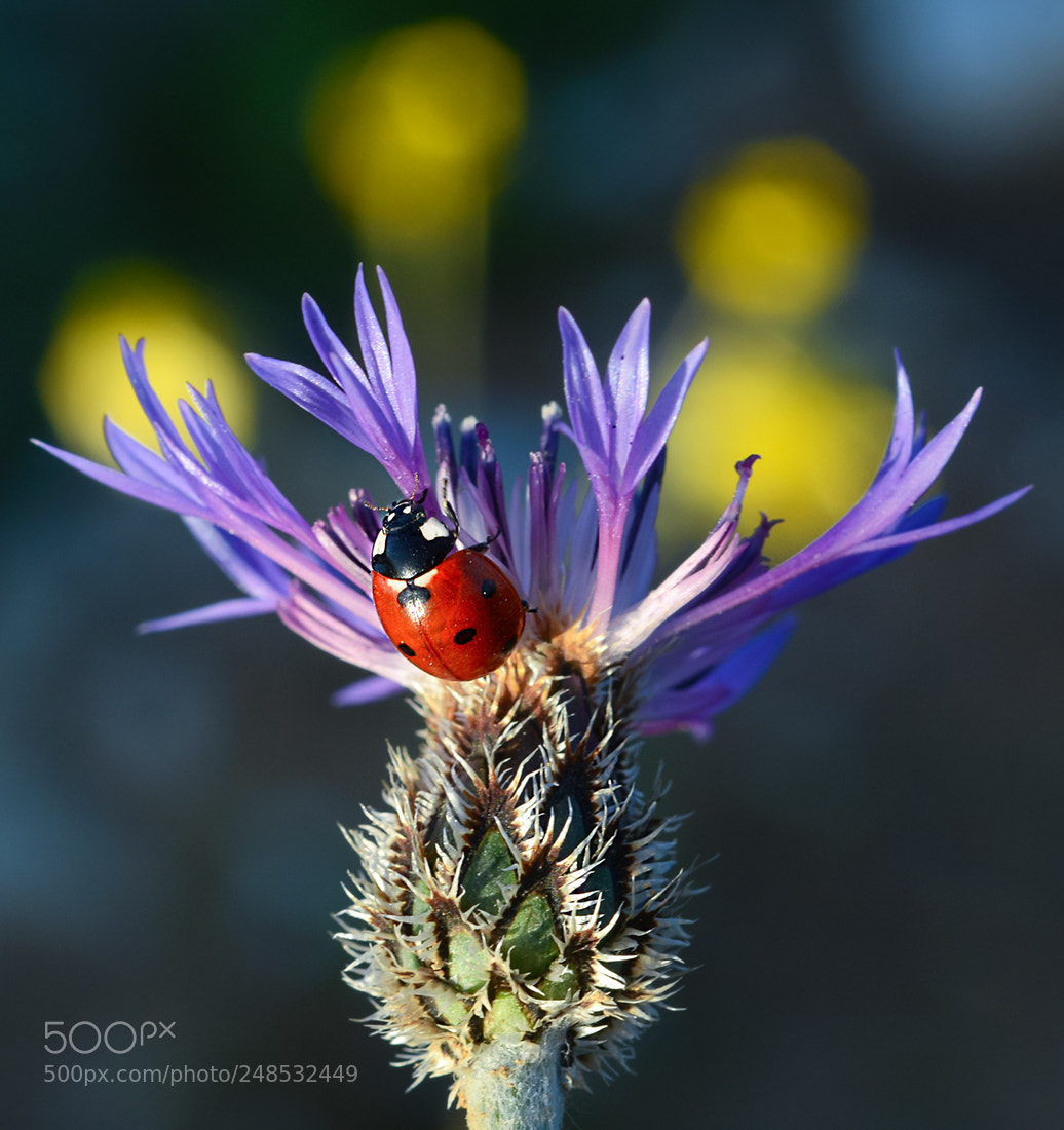 Nikon D7100 sample photo. Ugur bocegi photography