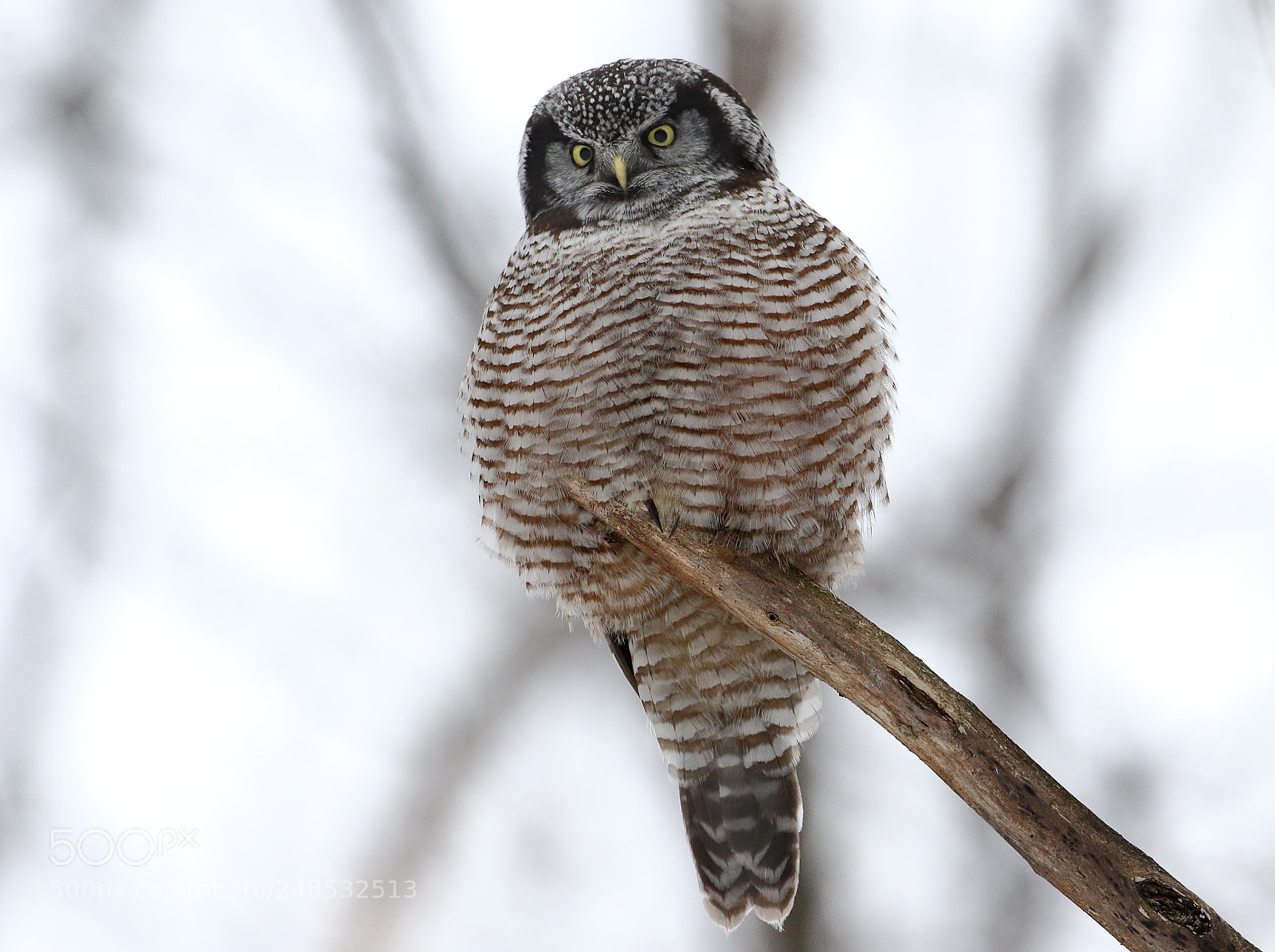Canon EOS 7D Mark II sample photo. Owl on a limb photography