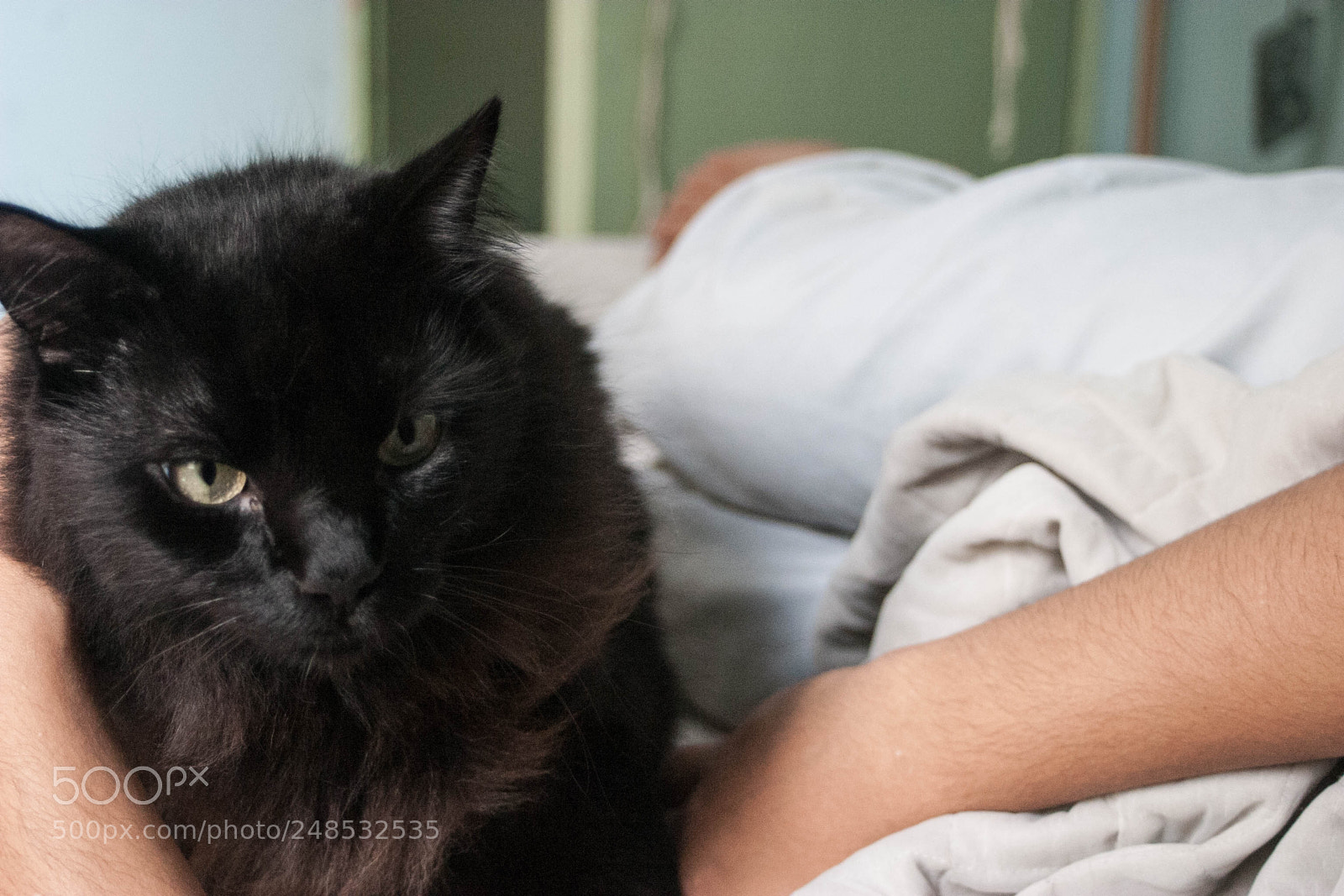 Canon EOS 10D sample photo. Black cat photography