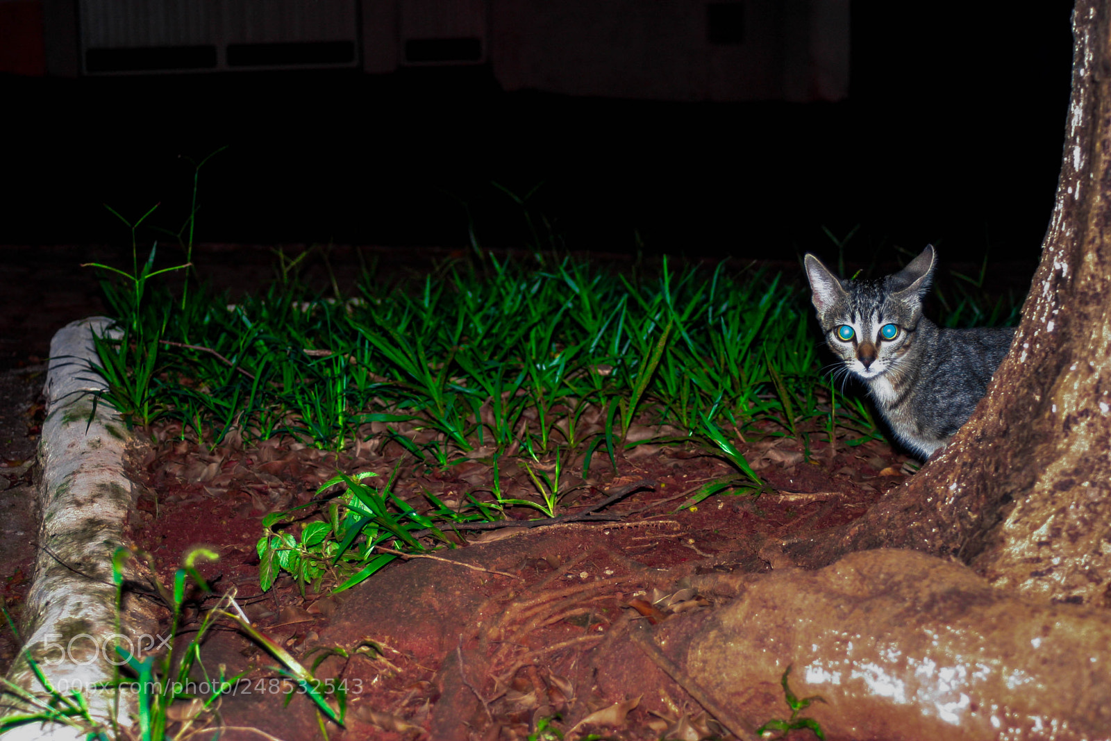 Canon EOS 10D sample photo. Hell-o-kitty photography