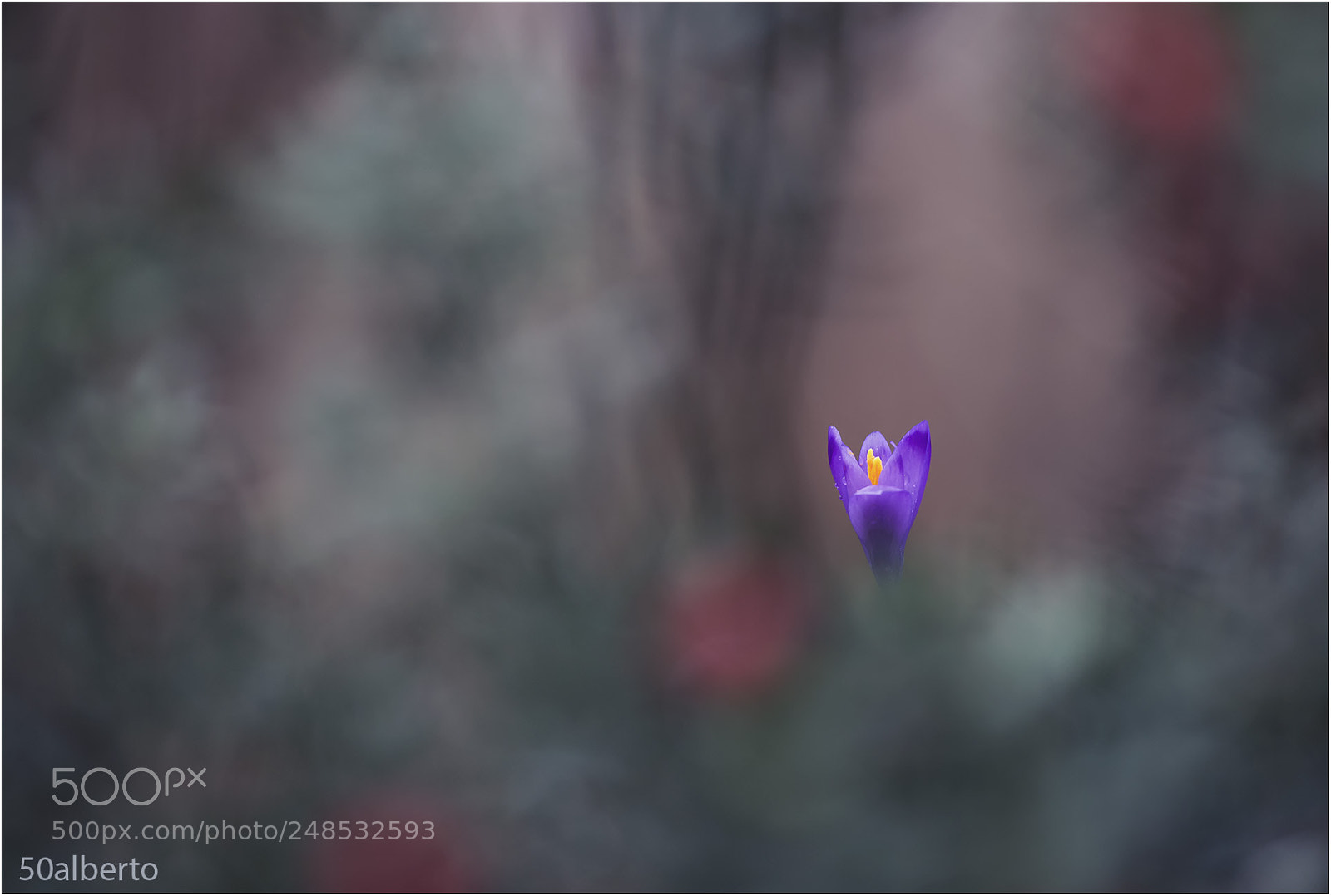 Nikon D610 sample photo. Crocus 2 photography
