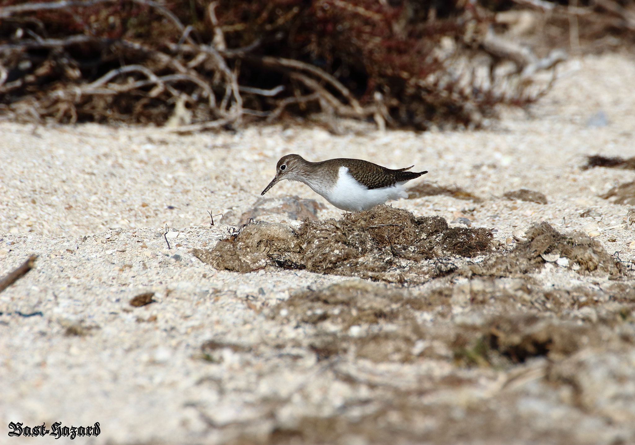 Canon EOS 100D (EOS Rebel SL1 / EOS Kiss X7) sample photo. Chevalier guignette (actitis hypoleucos common sandpiper) photography