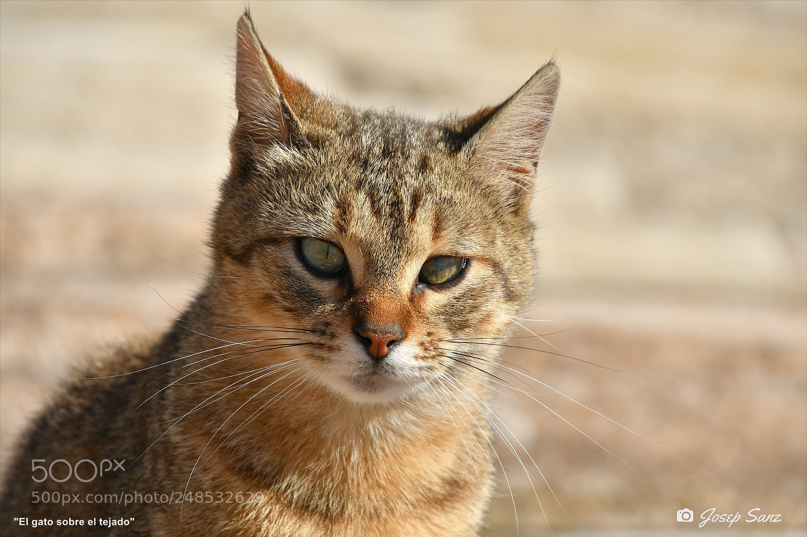 Nikon D7500 sample photo. El gato sobre el photography