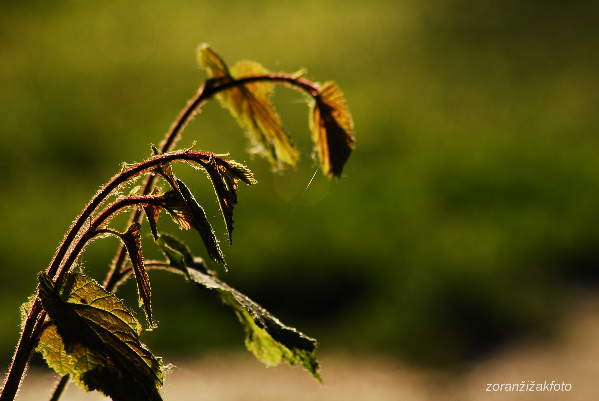 Nikon D200 sample photo. Bathed in the sun photography