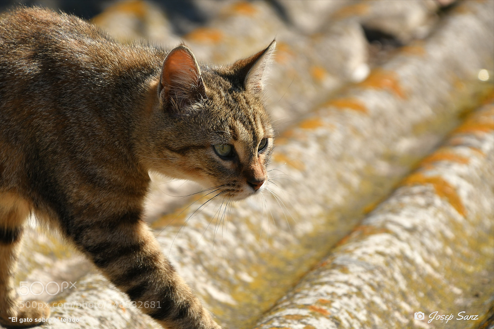 Nikon D7500 sample photo. El gato sobre el photography