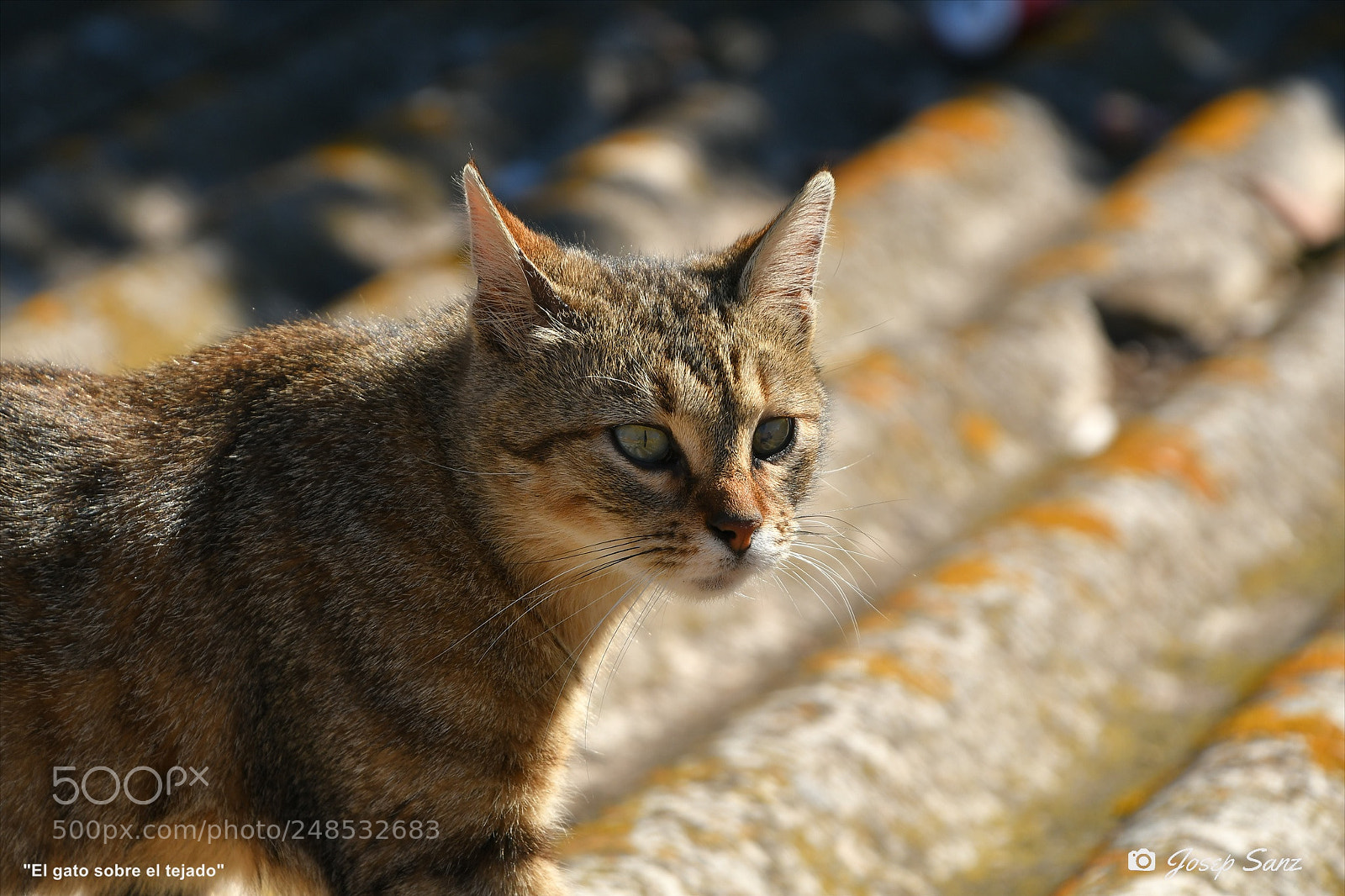Nikon D7500 sample photo. El gato sobre el photography