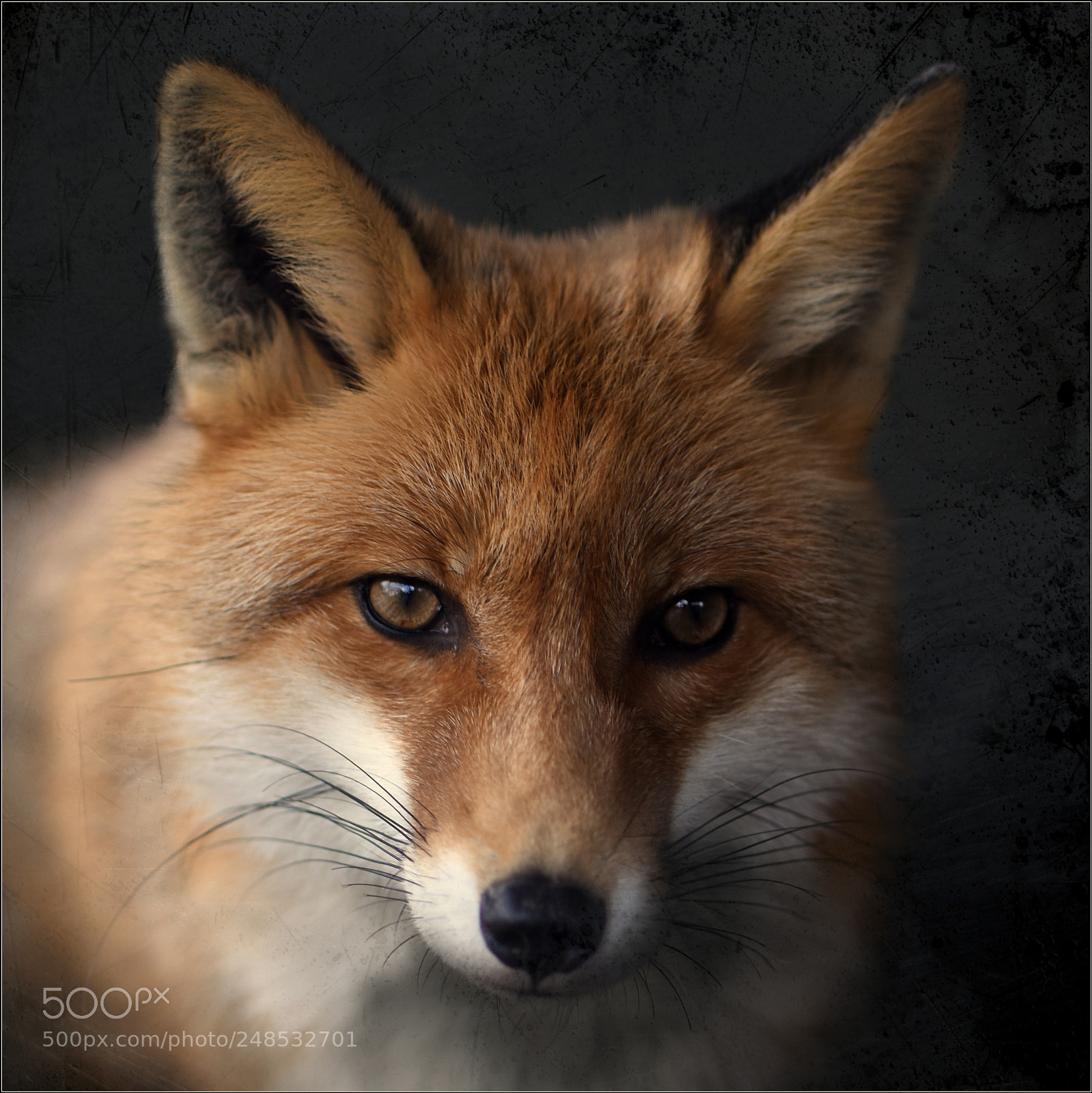 Nikon D810 sample photo. °red.fox° photography