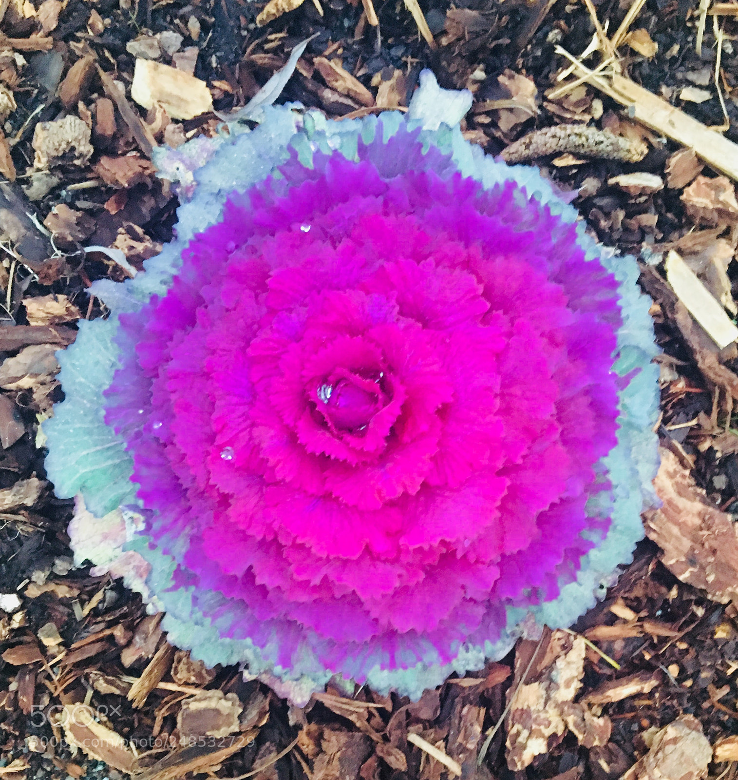 Apple iPhone 6s sample photo. Magenta photography