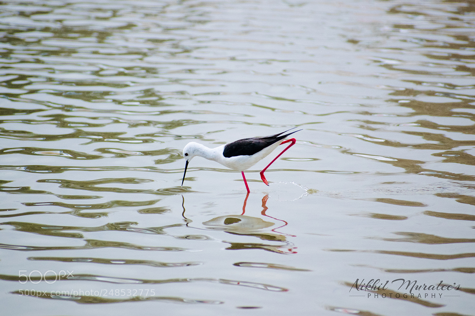 Nikon D5300 sample photo. A lqudra (of ) photography