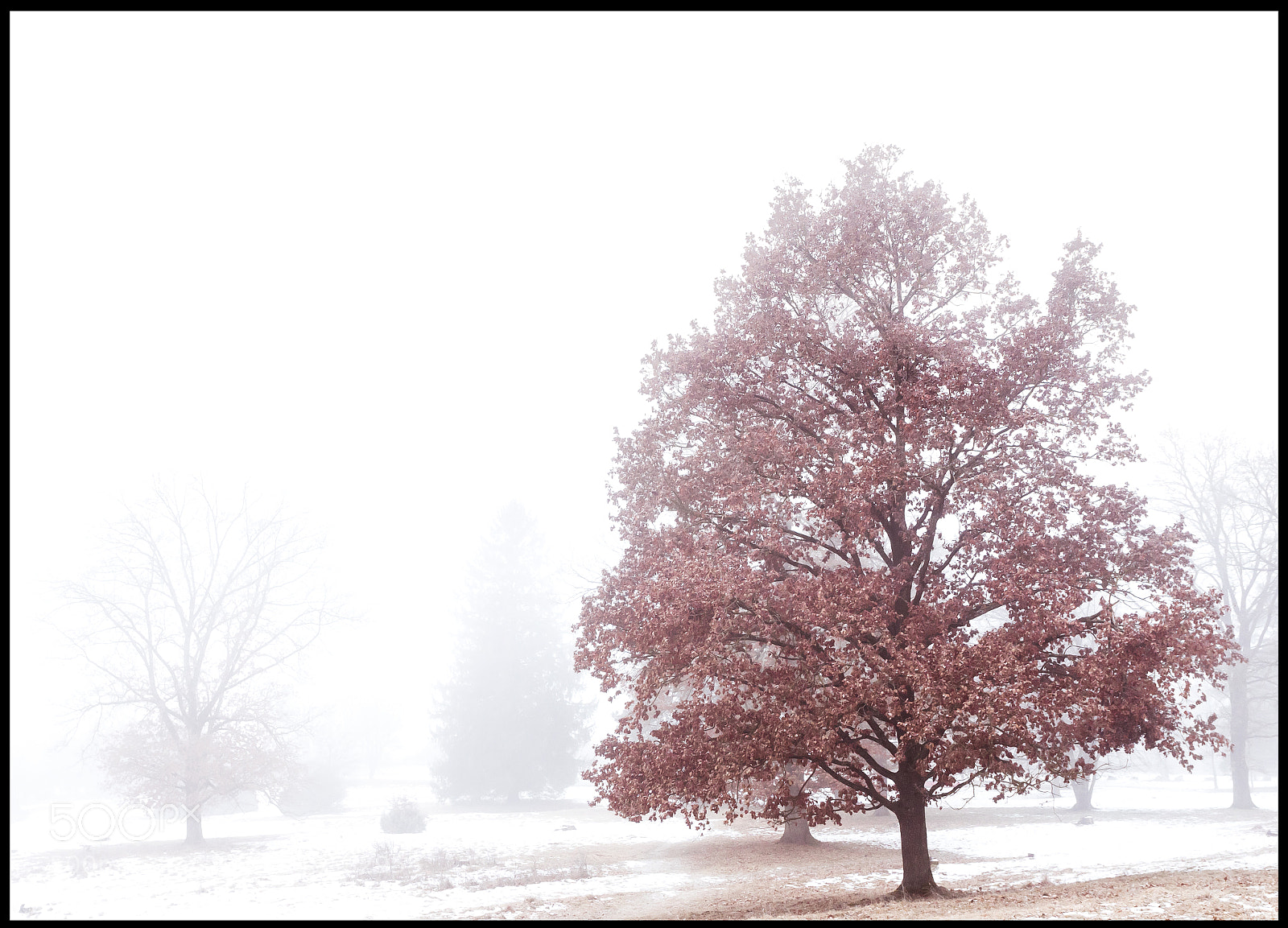 Sony ILCA-77M2 sample photo. In the fog photography