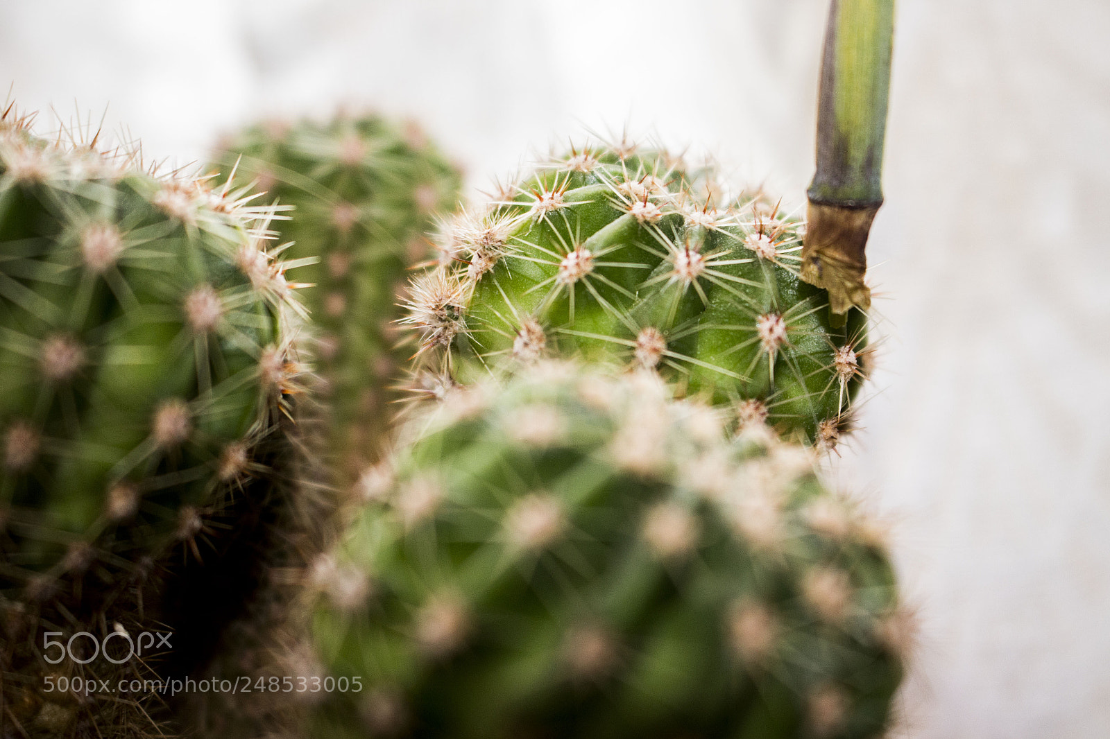Canon EOS 100D (EOS Rebel SL1 / EOS Kiss X7) sample photo. Cactus photography