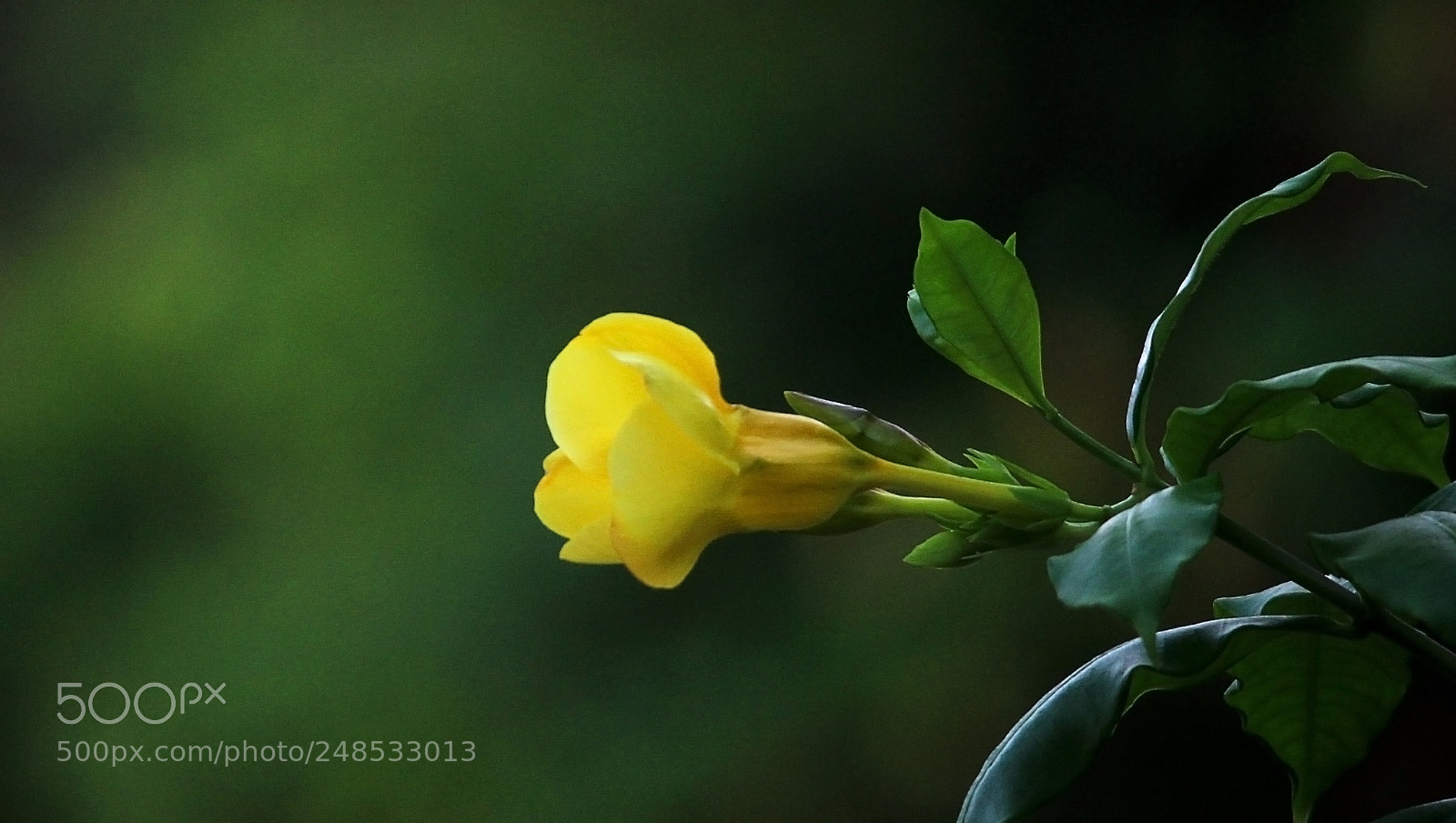 Canon EOS 600D (Rebel EOS T3i / EOS Kiss X5) sample photo. Flower photography