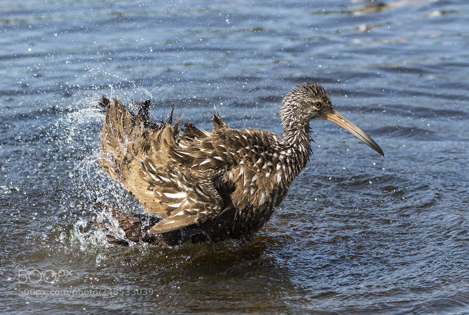 Canon EOS 7D Mark II sample photo. Limpkin bath photography
