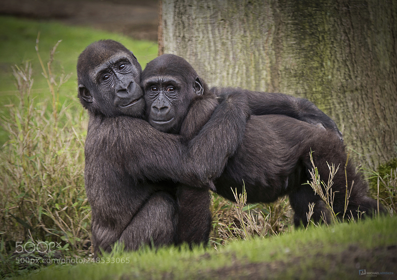 Nikon D800E sample photo. Best friends photography
