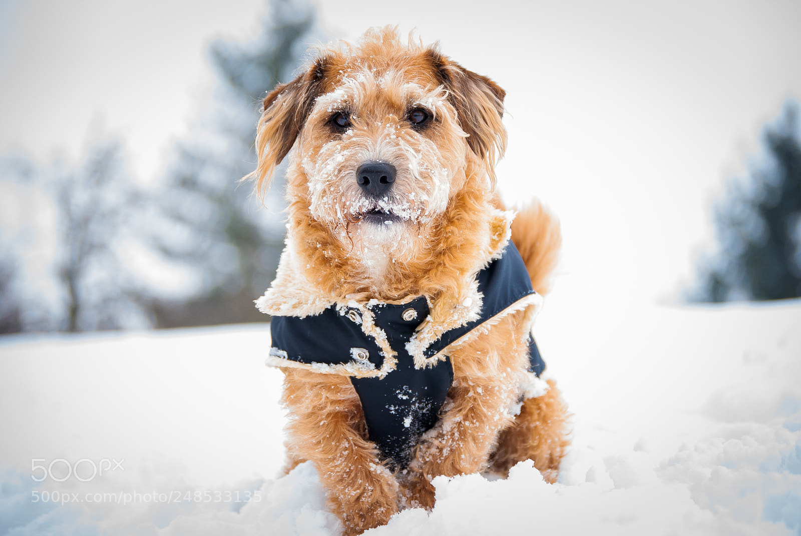 Nikon D60 sample photo. Snowy friend photography