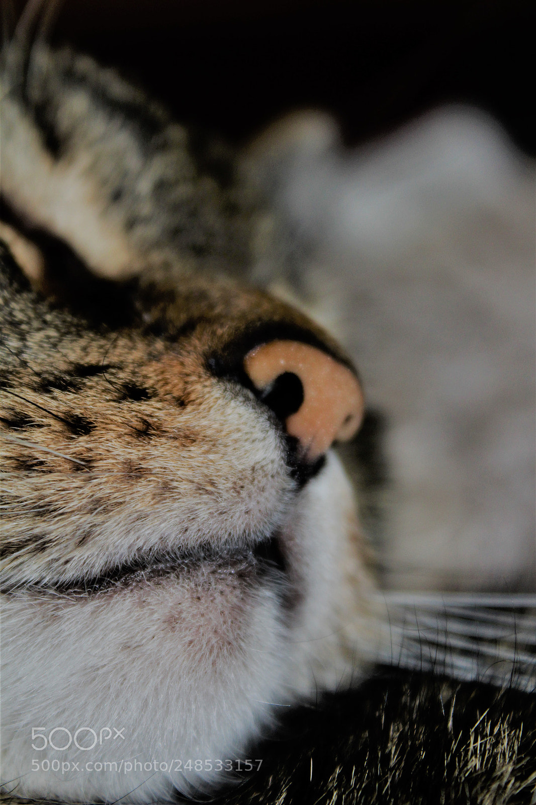 Canon EOS 1300D (EOS Rebel T6 / EOS Kiss X80) sample photo. Lissy photography