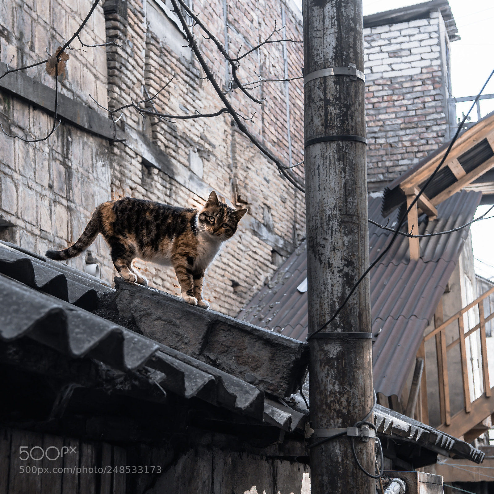 Sony a7 sample photo. Cat at the roof photography