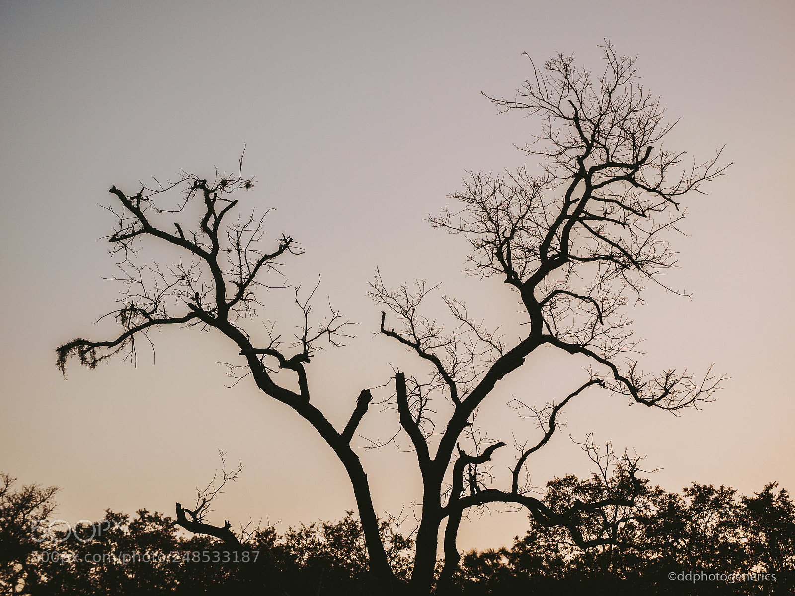 Olympus OM-D E-M1 sample photo. Leafless photography