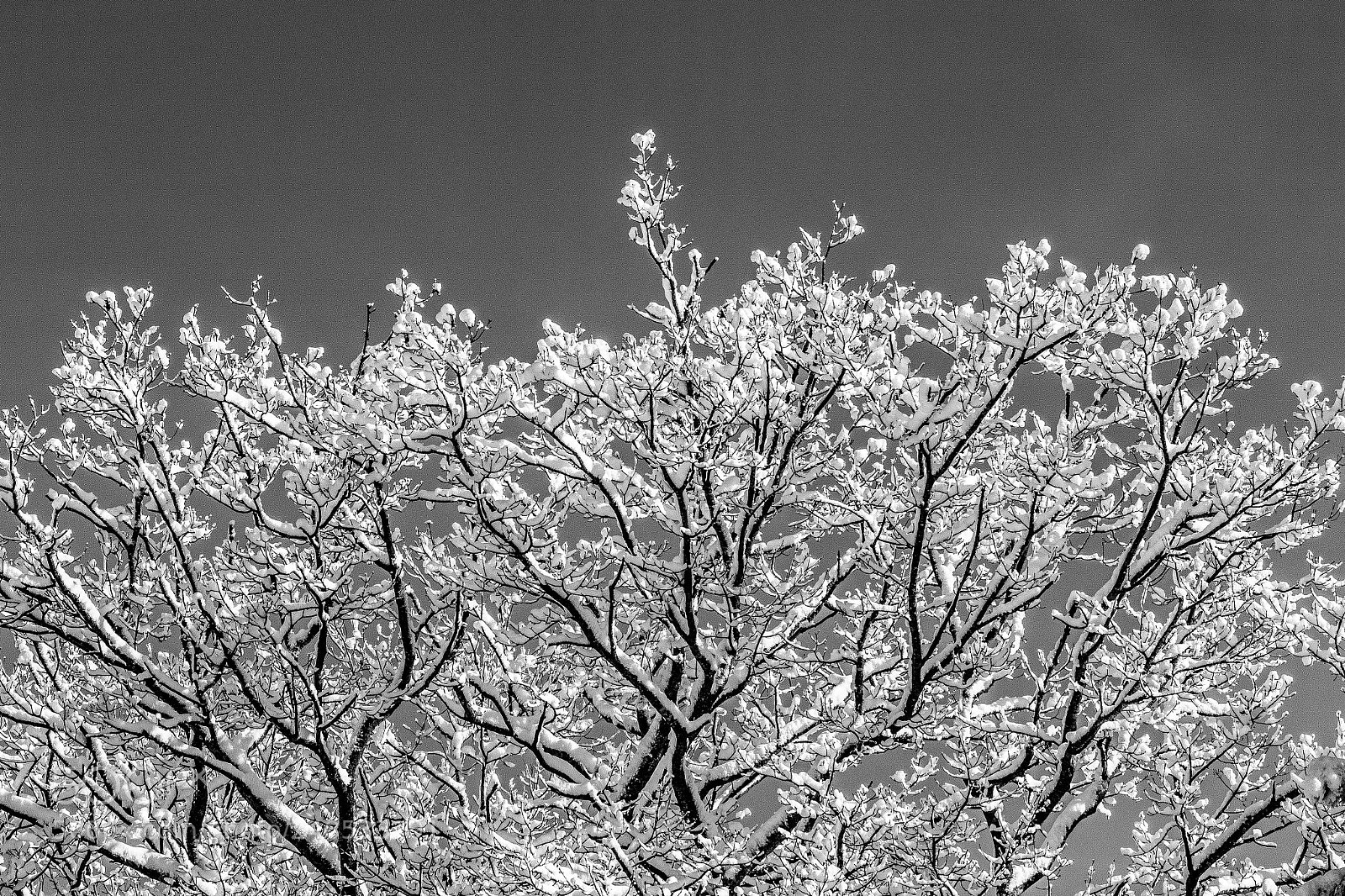 Olympus OM-D E-M10 II sample photo. Growing roots photography