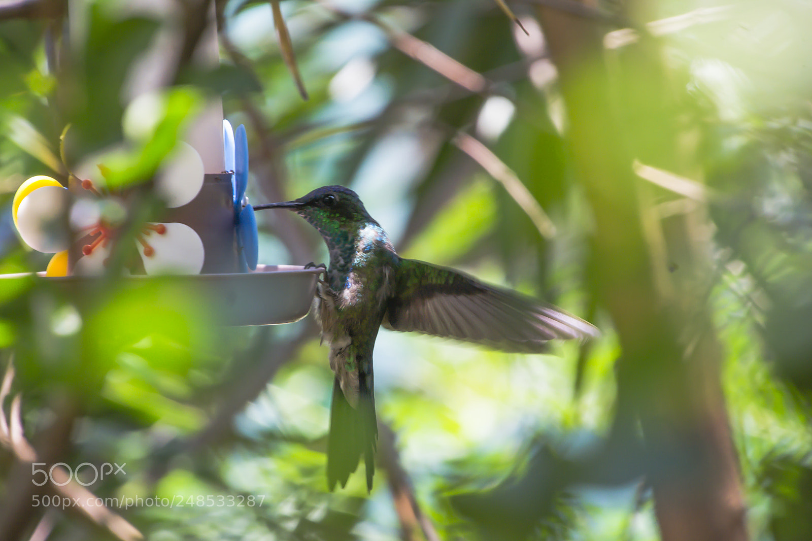 Nikon D3100 sample photo. Bird | foto ana francisconi photography