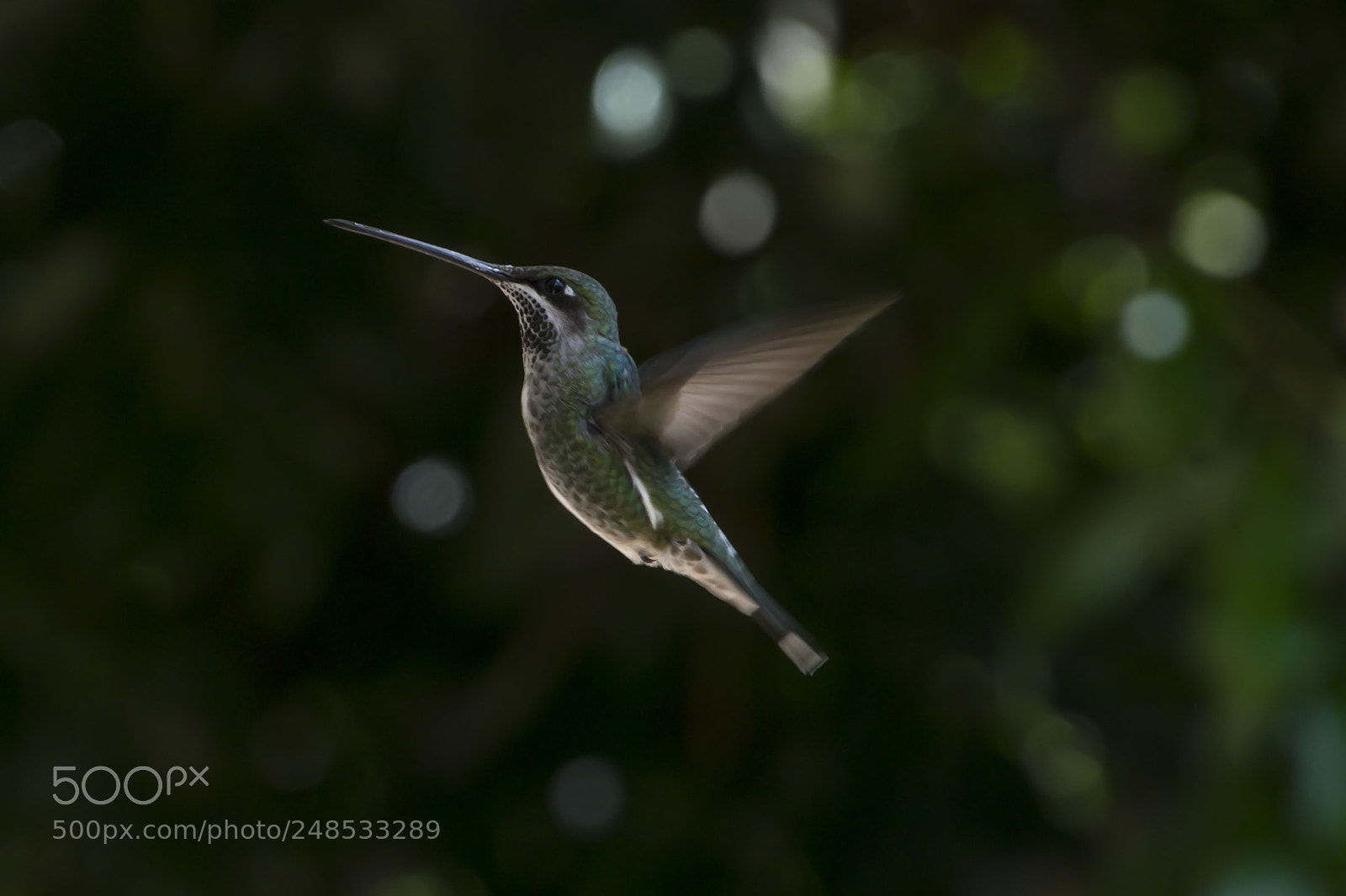 Nikon D3100 sample photo. Bird | foto ana francisconi photography