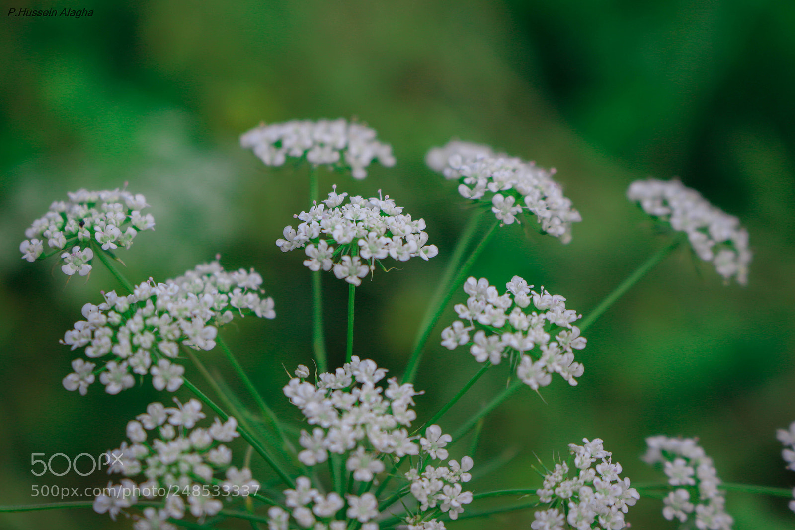 Canon EOS 700D (EOS Rebel T5i / EOS Kiss X7i) sample photo. Untitled photography