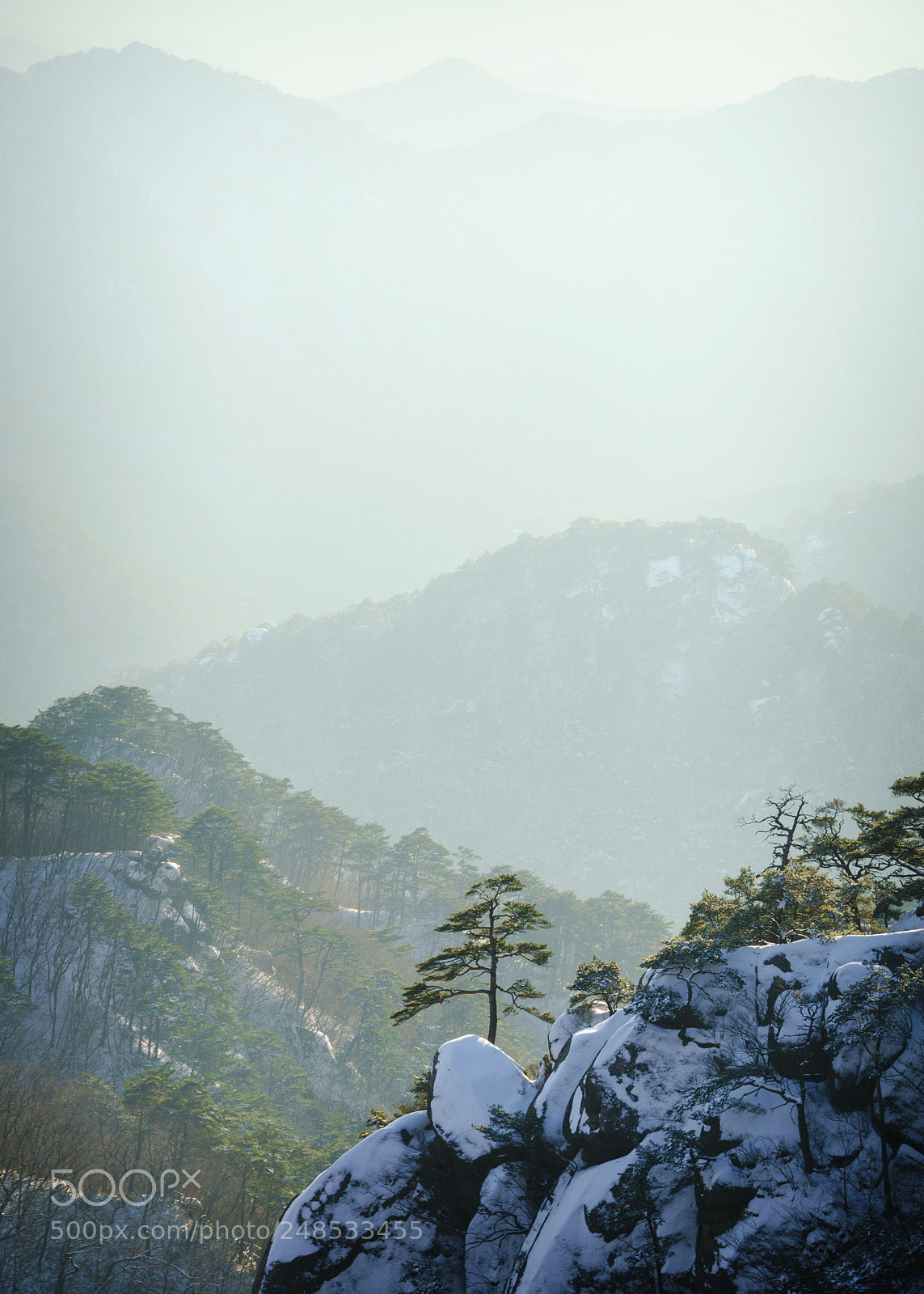 Sony a7R III sample photo. Pine tree on the photography