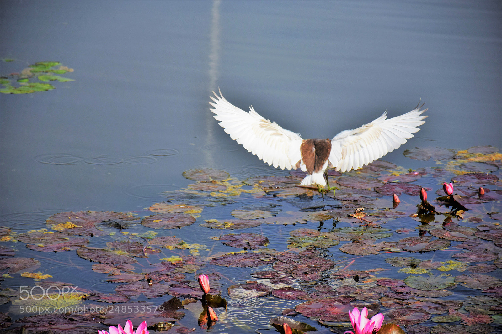 Nikon D5300 sample photo. Wings photography