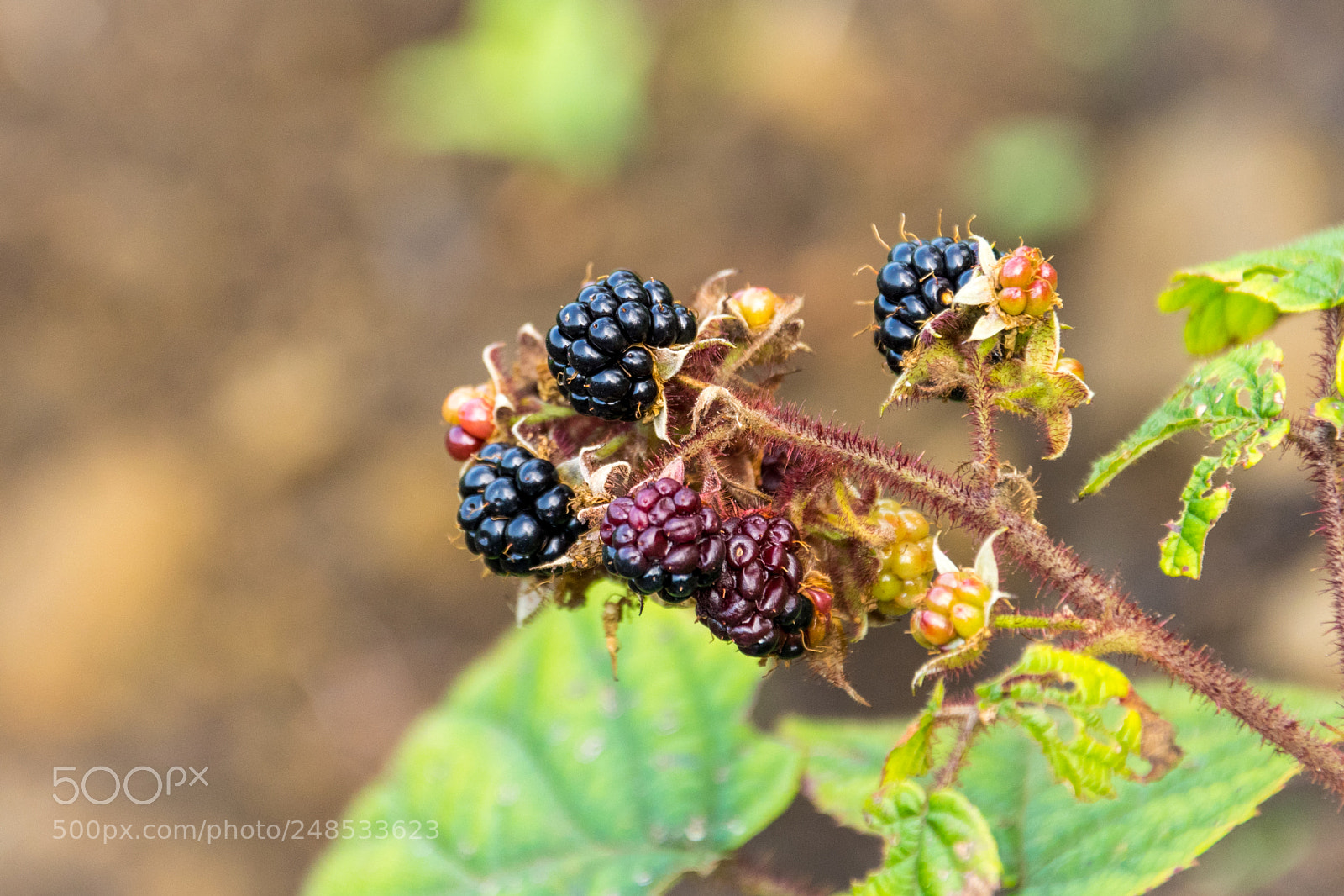 Nikon D5300 sample photo. BÖĞÜrtlen photography