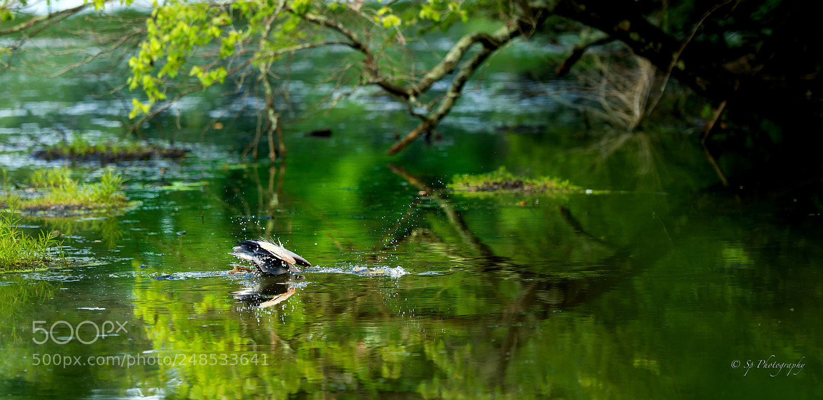 Nikon D3S sample photo. Blue herons hunting fish photography