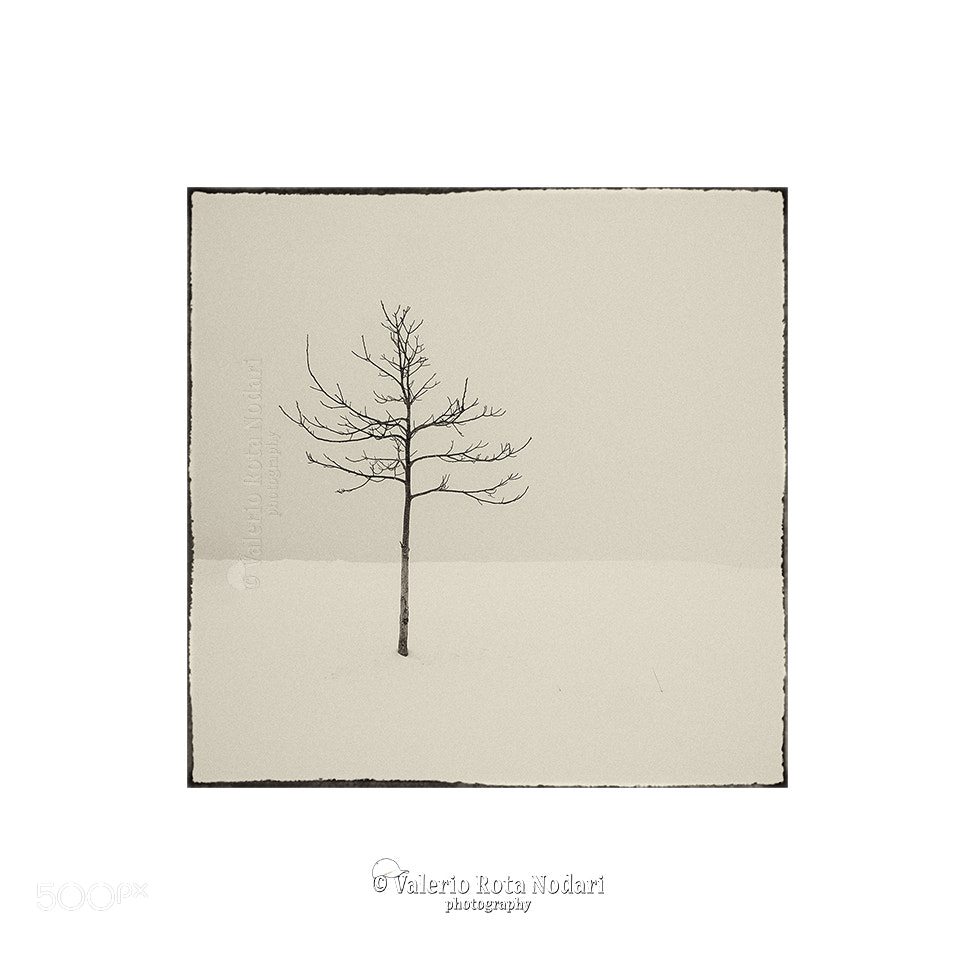 Nikon D5600 sample photo. The naked tree ... photography