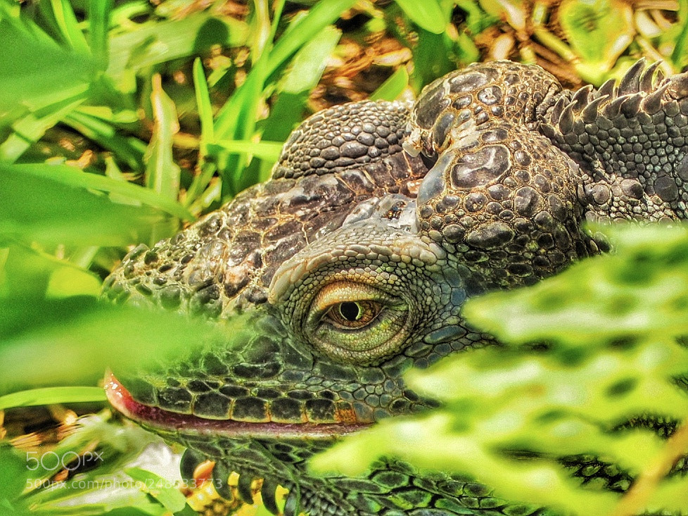 Olympus OM-D E-M10 II sample photo. Green iguana photography