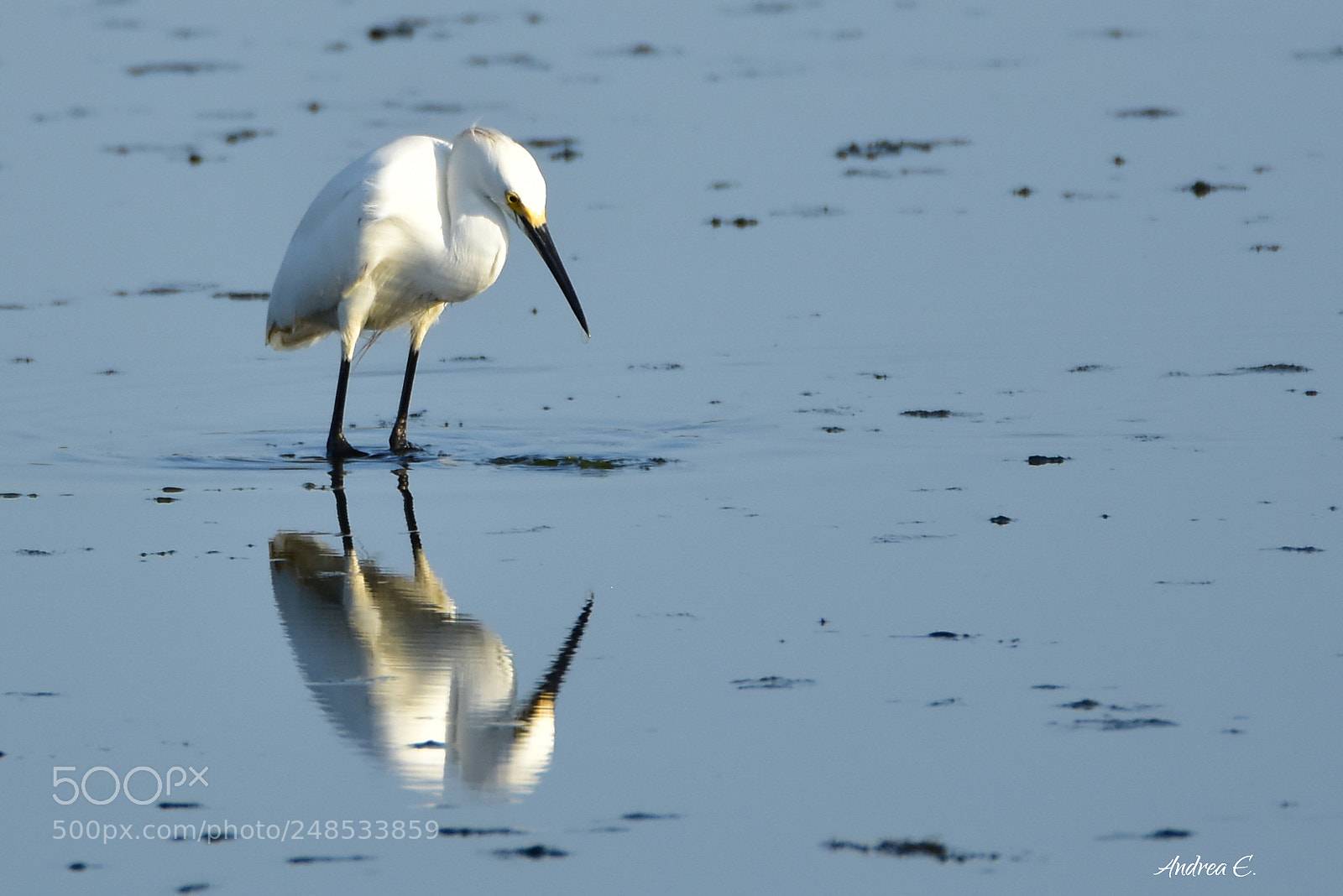 Nikon D7200 sample photo. Fish here often? photography