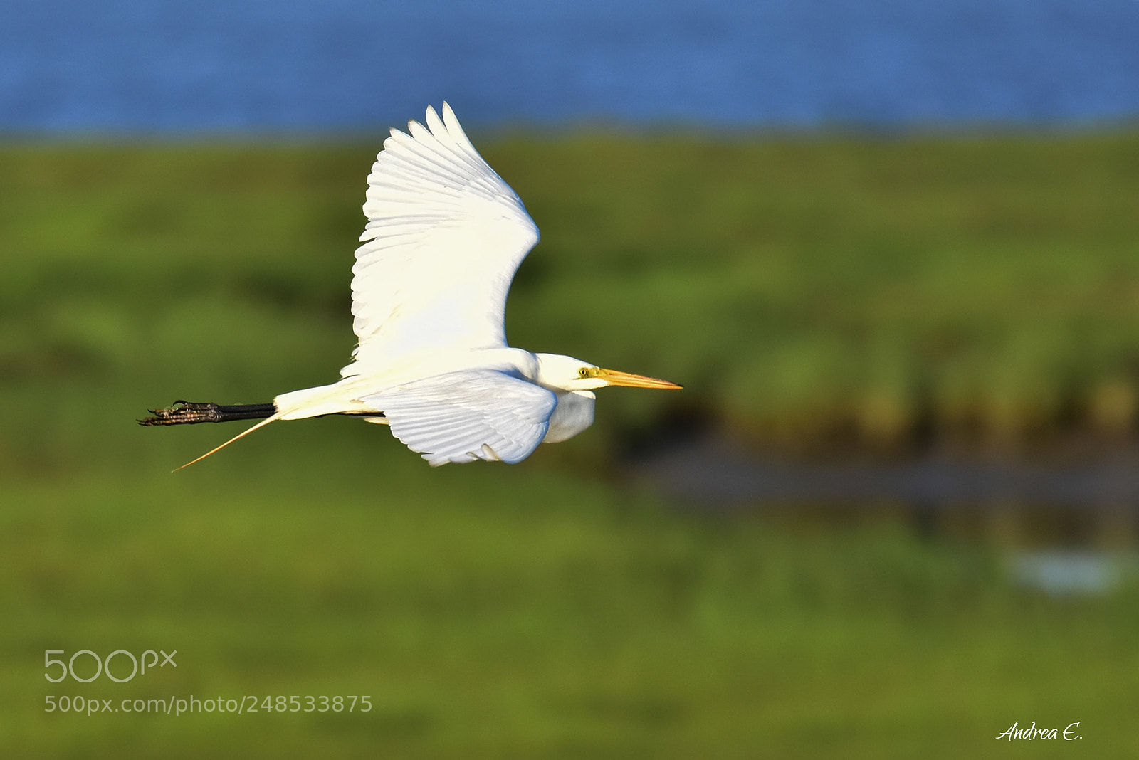 Nikon D7200 sample photo. Great egret flyby photography