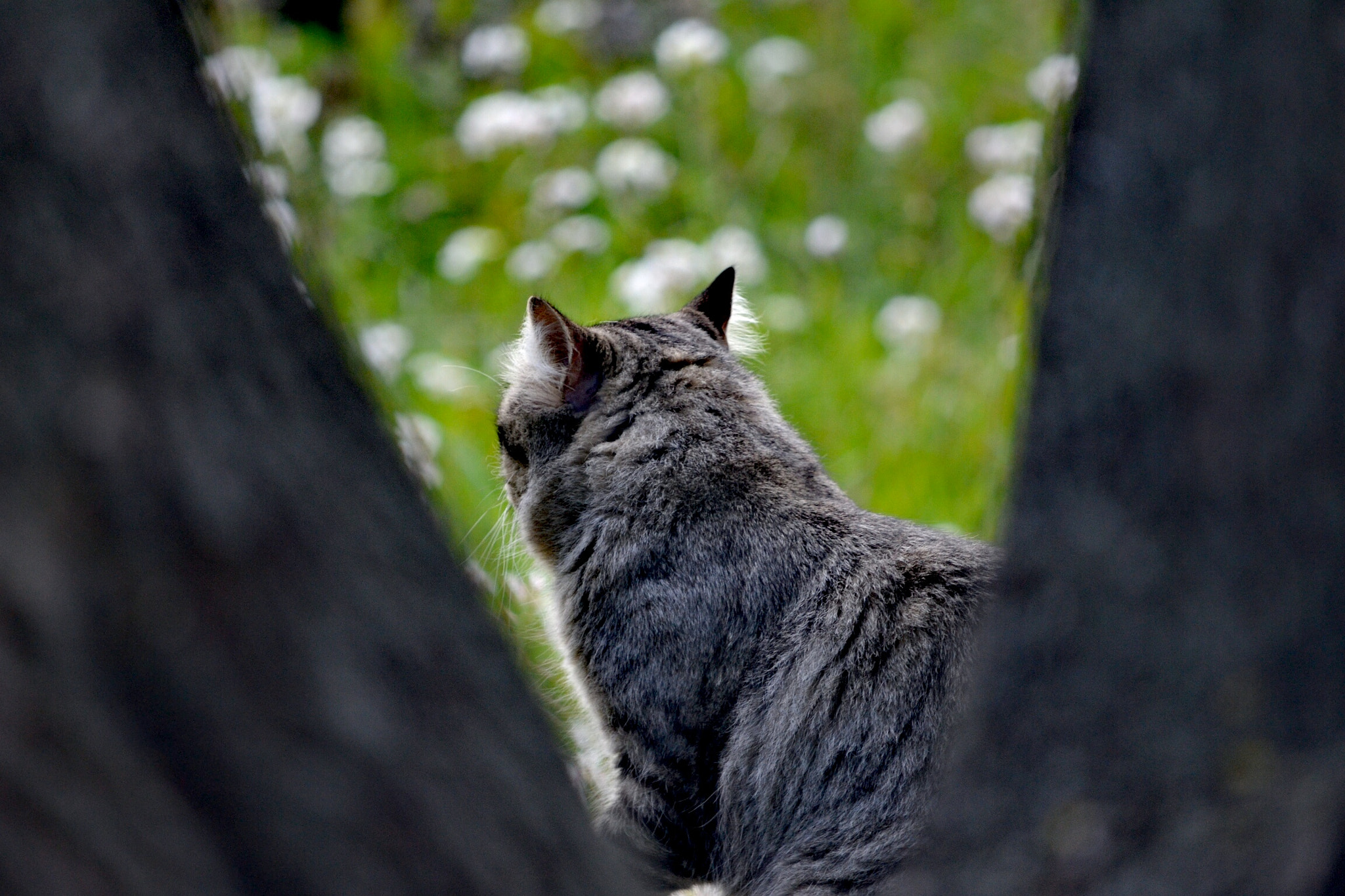 Nikon D3100 sample photo