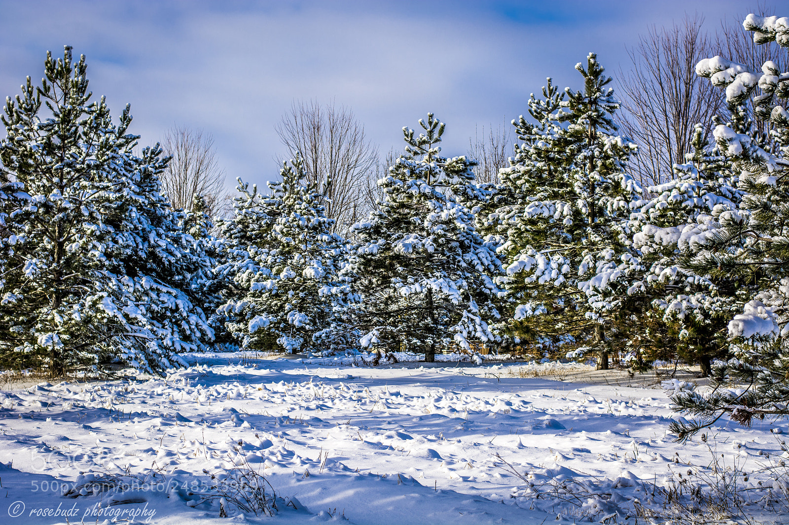 Nikon D7100 sample photo. Winter trees photography