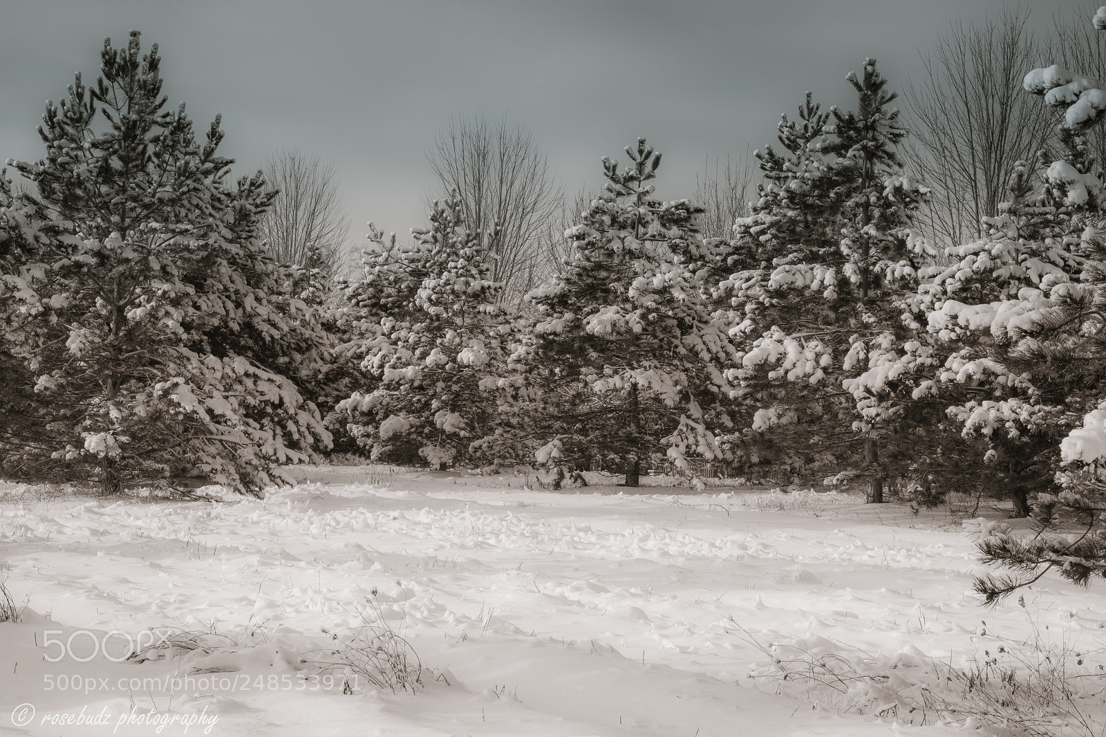 Nikon D7100 sample photo. Winter trees photography