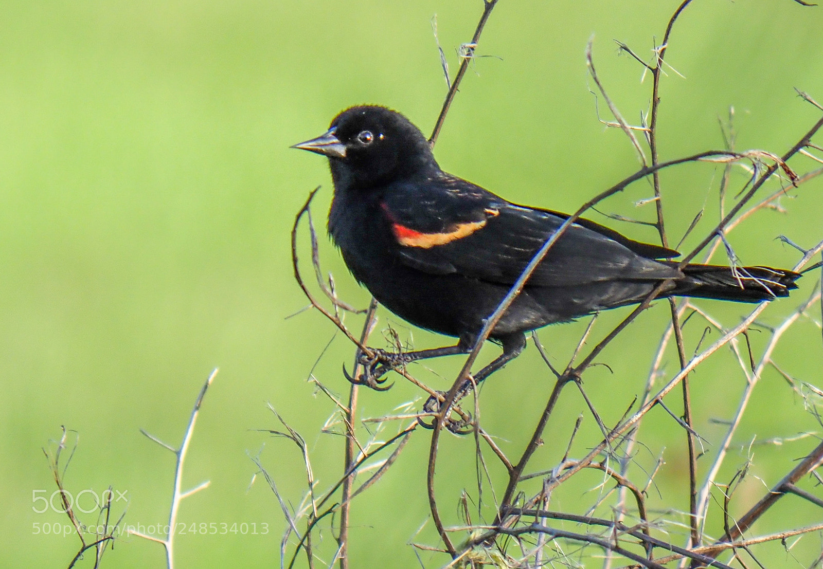 Olympus OM-D E-M1 Mark II sample photo. Red-winged blackbird photography